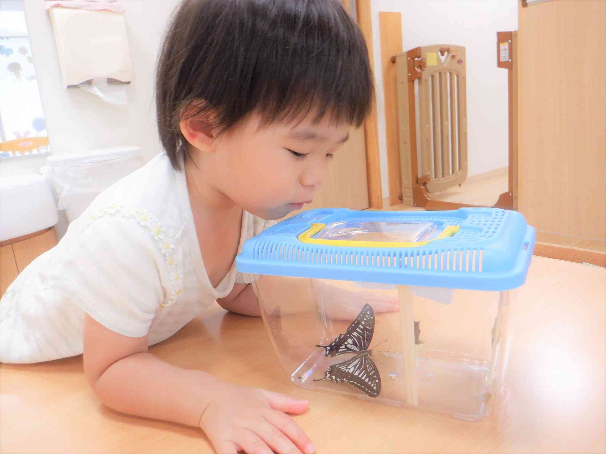 ちょうちょさんが産まれたよ！