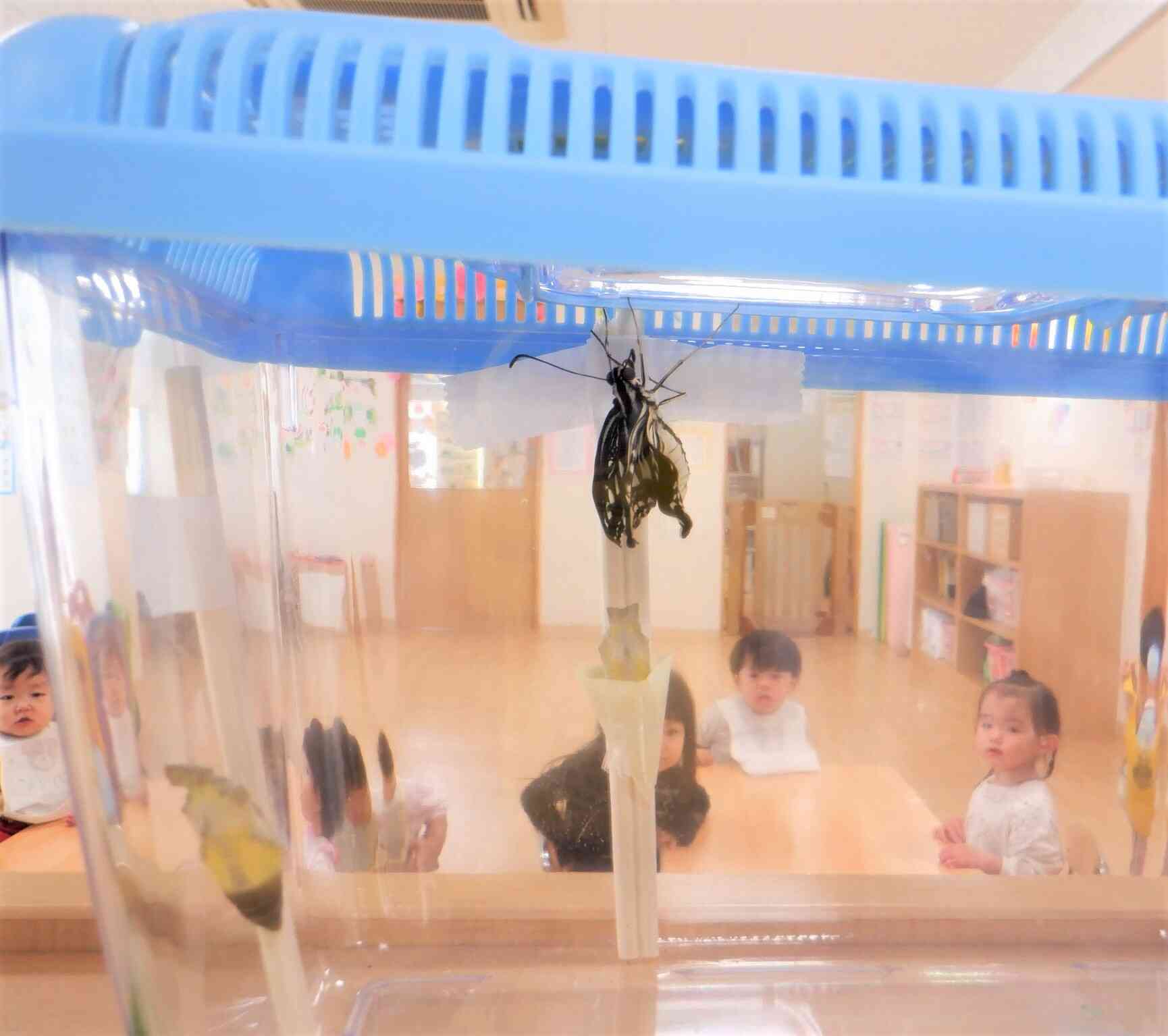給食前にもう一匹のさなぎが羽化するところを見ることが出来ました！