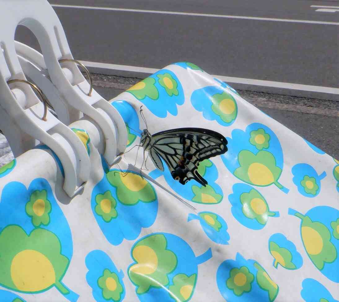 羽の柄がとても綺麗です。