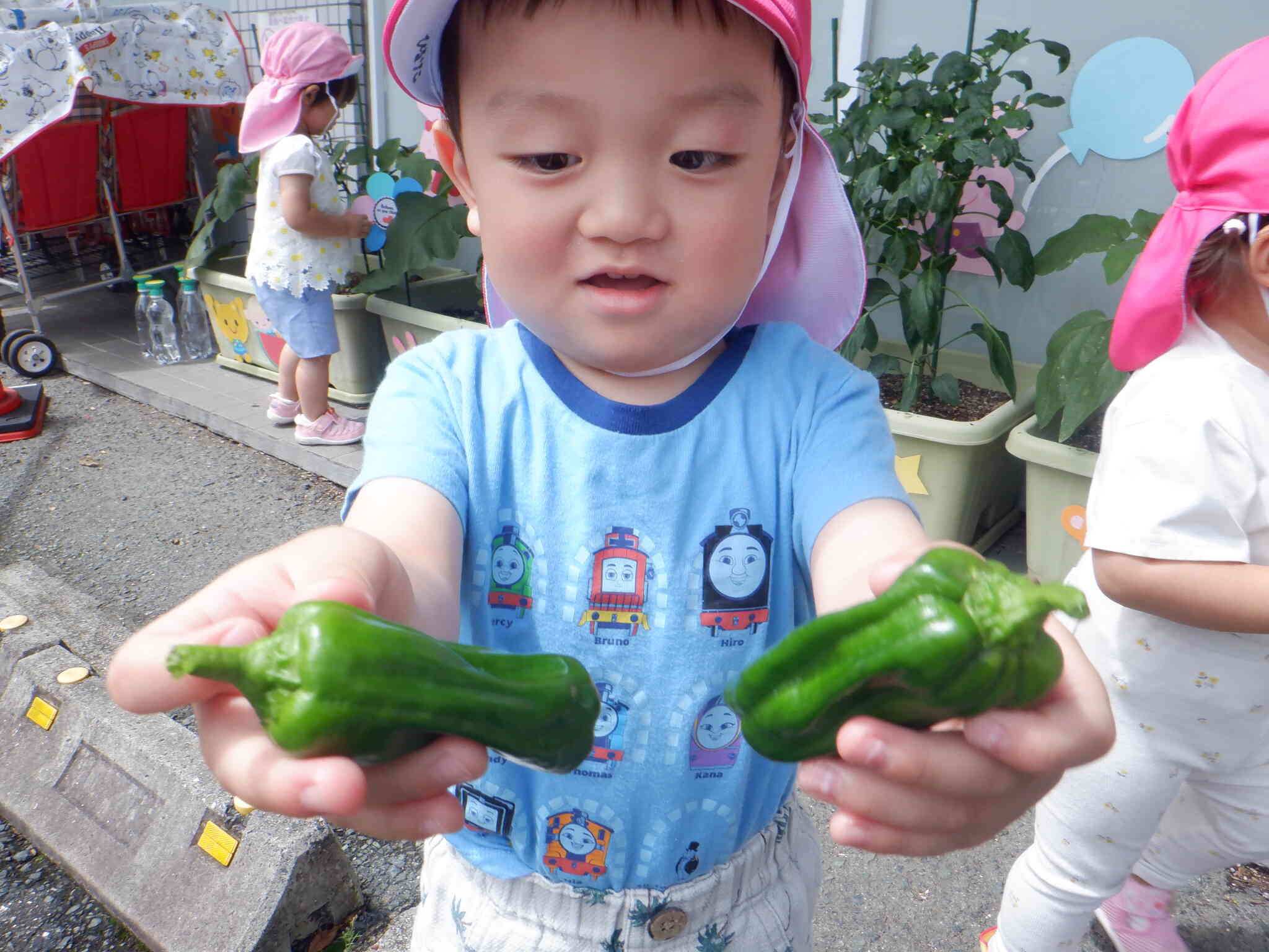野菜の収穫