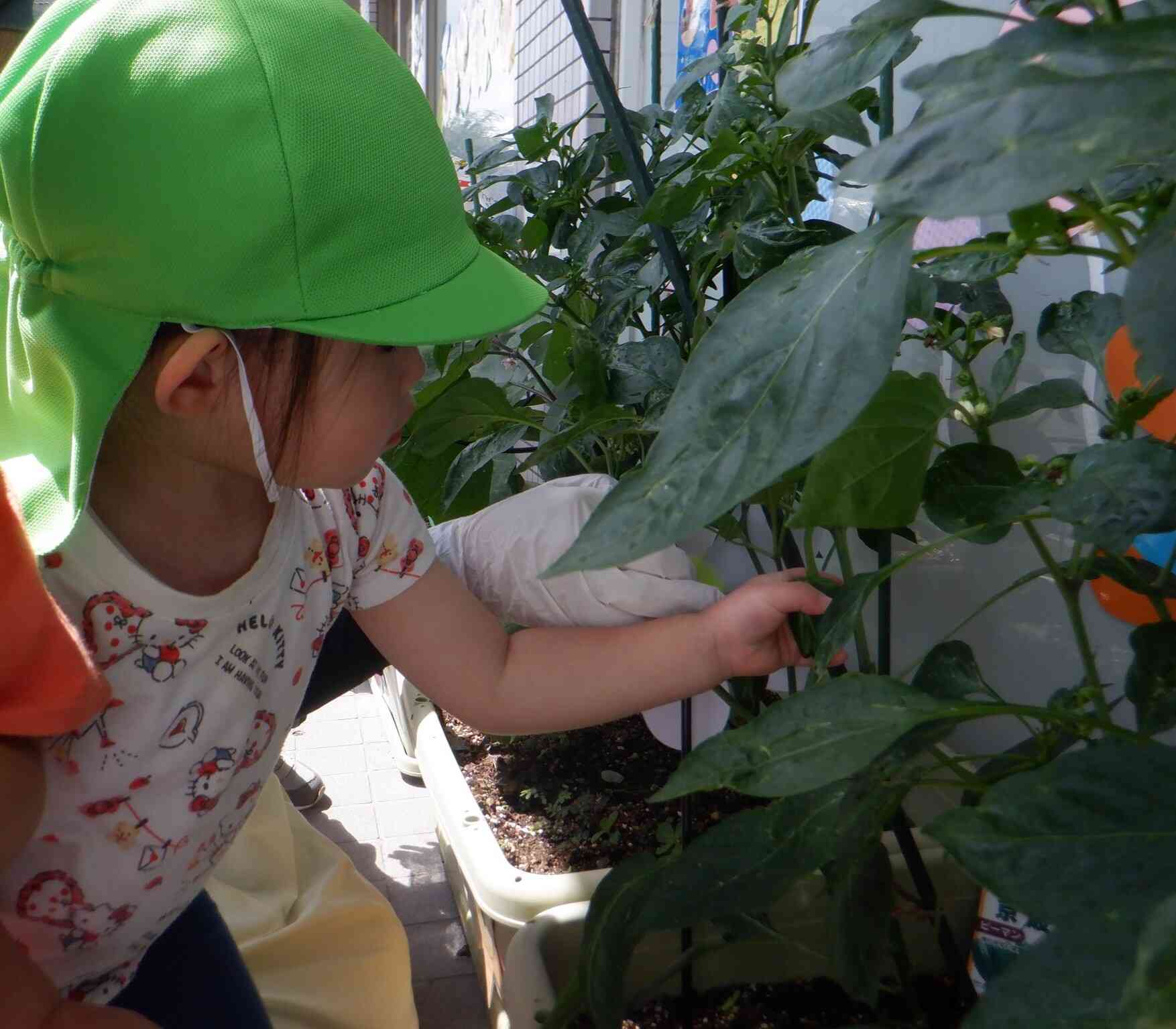第2回 野菜の収穫