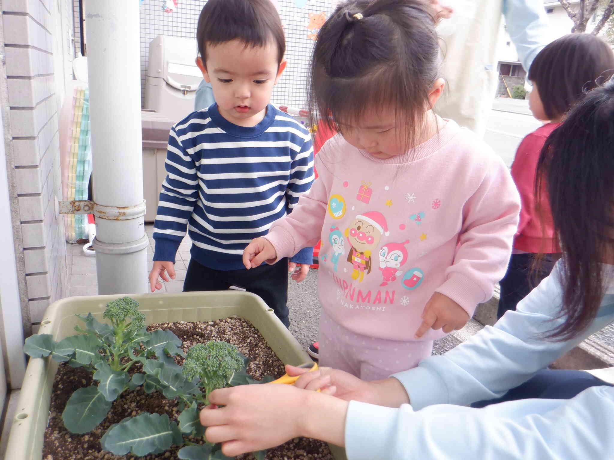 ブロッコリーとれたよ！