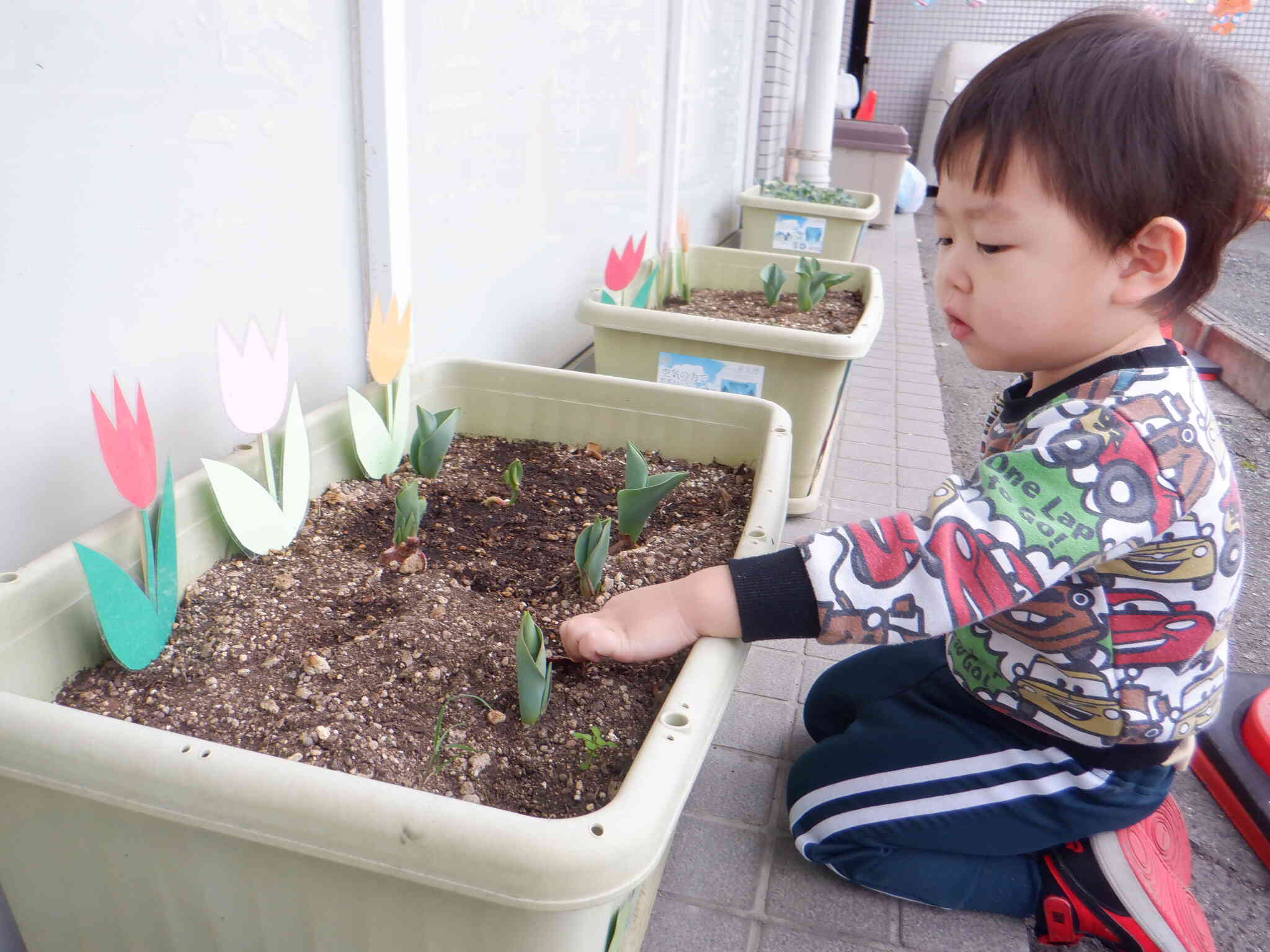 チューリップも育ってきたよ！