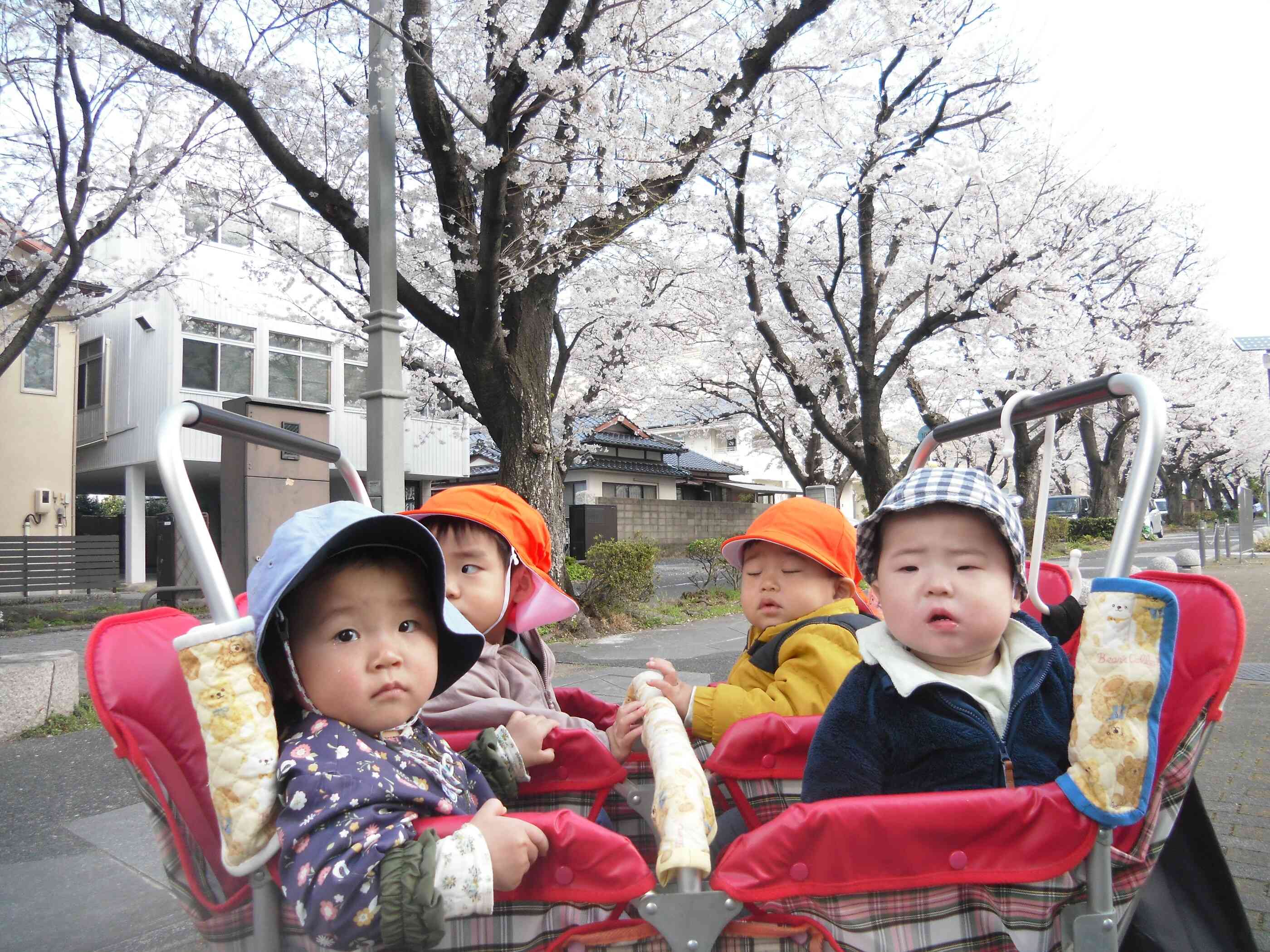 1歳児さんはカートに乗ってお花見