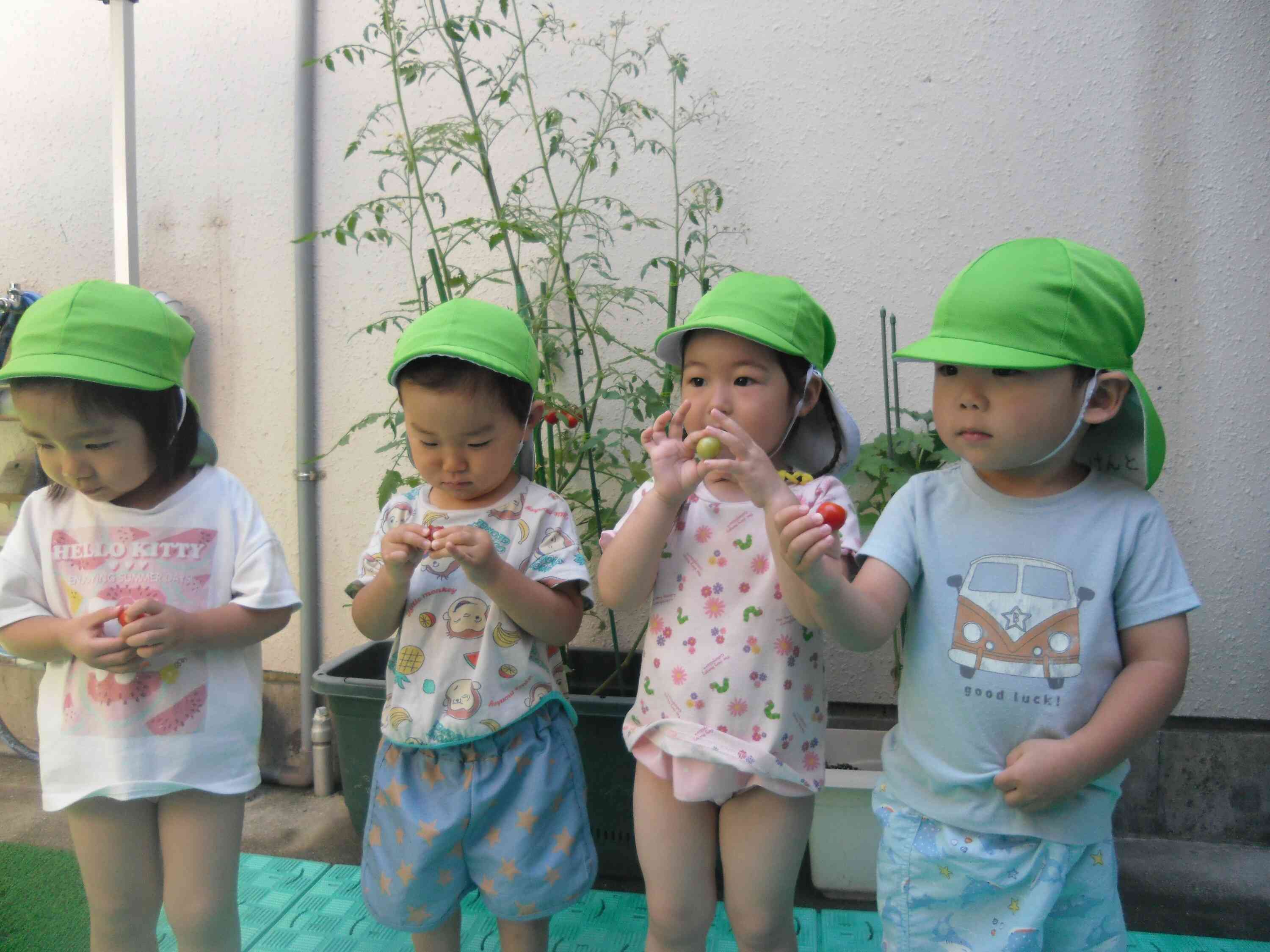 野菜の収穫