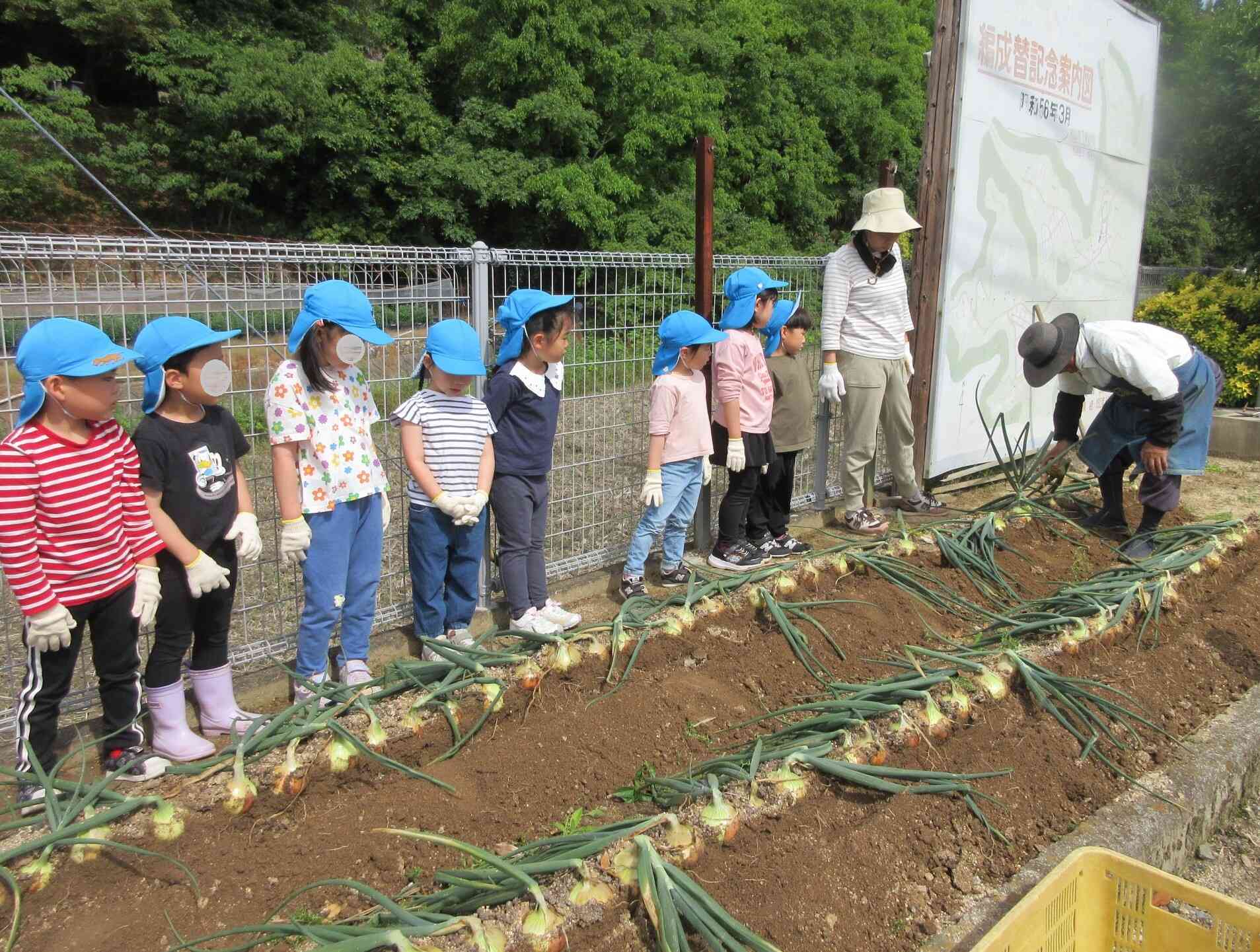 きりん組は各家庭に持ち帰り、たくさん収穫できたので給食でもいただく予定です♪