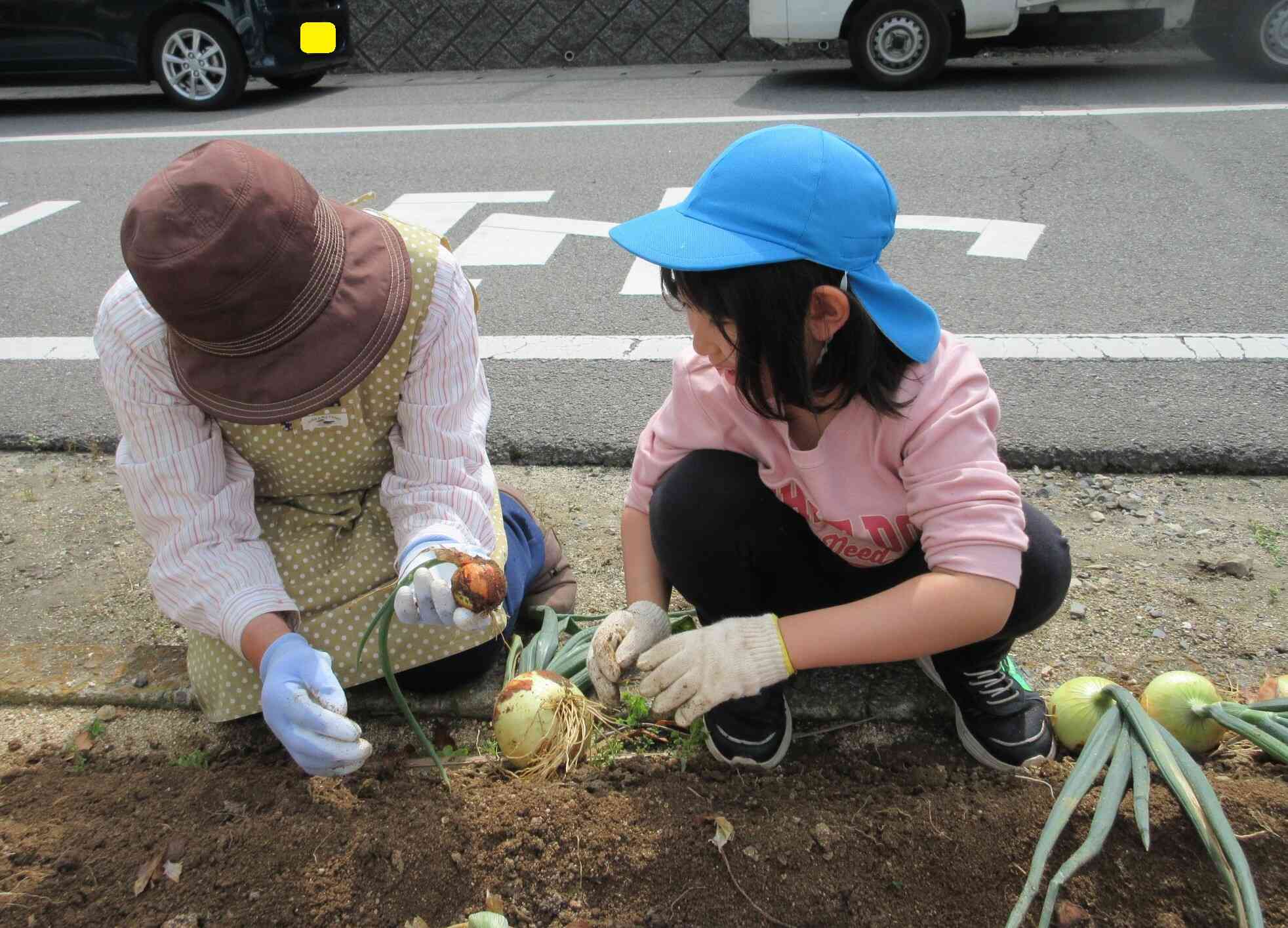 大きな玉ねぎ!