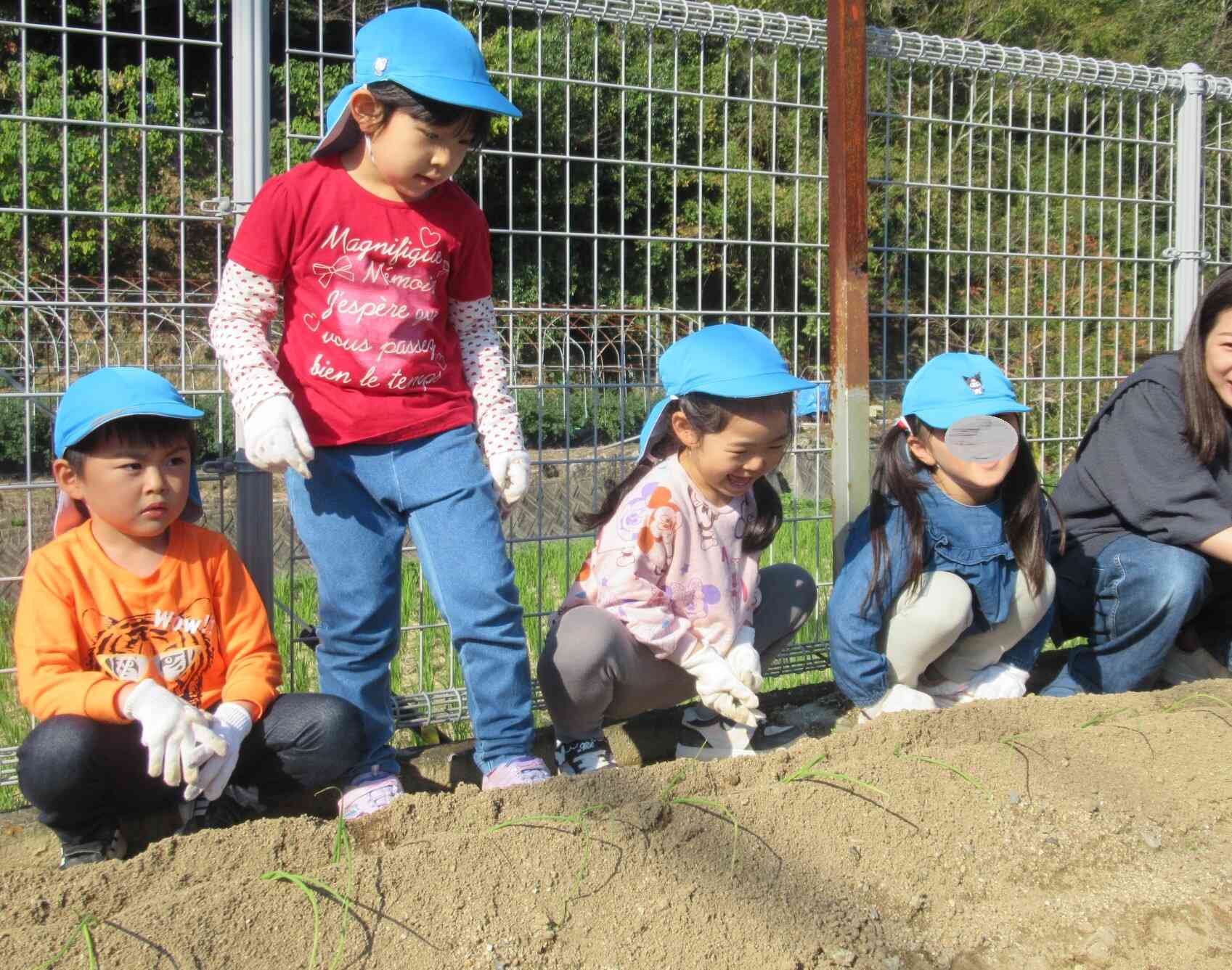 玉ねぎの苗を植えたときはこんなにも細くてひょろひょろだったんだね。(2024年11月)