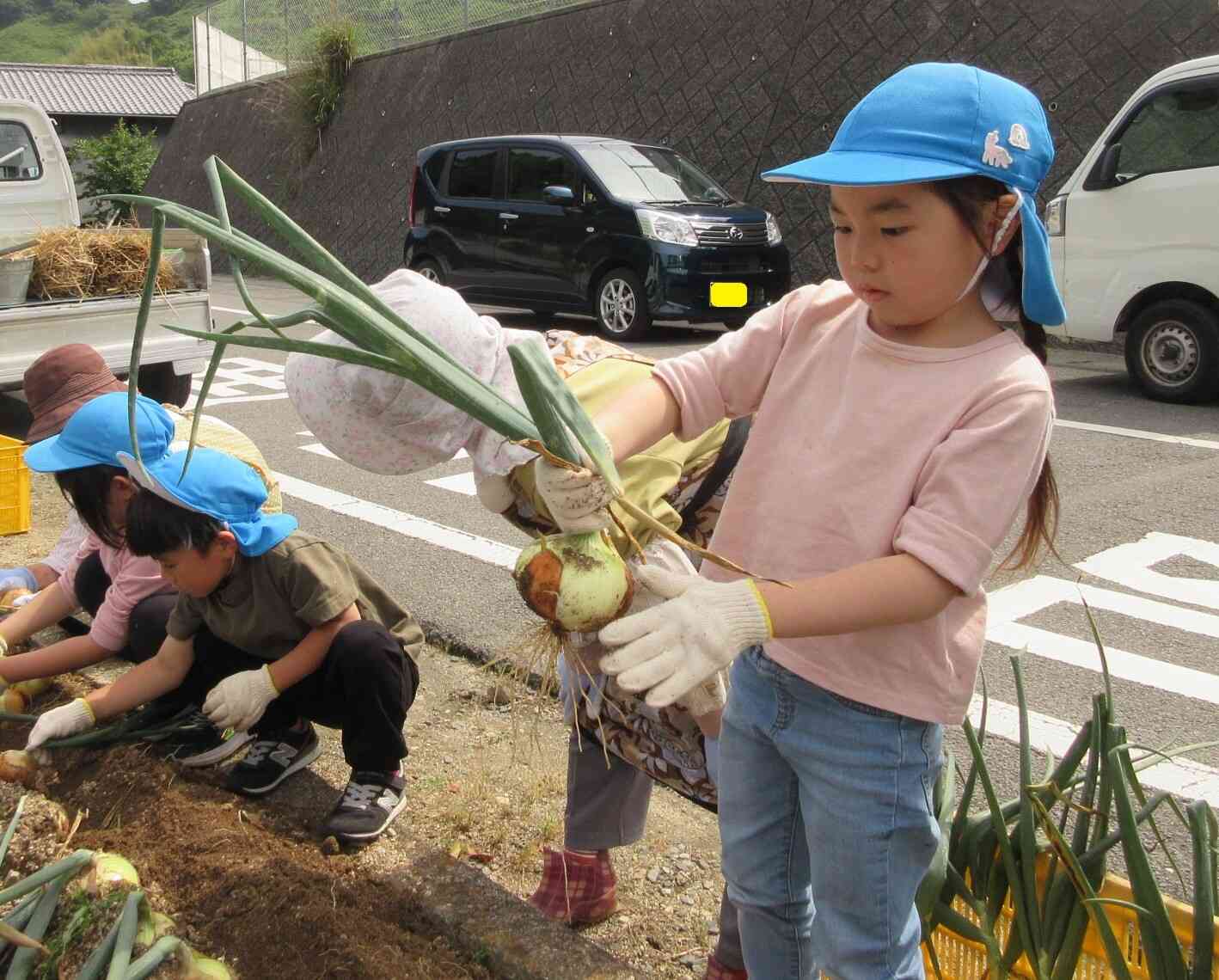 玉ねぎの収穫&芋づる植え(地域の方と一緒に)