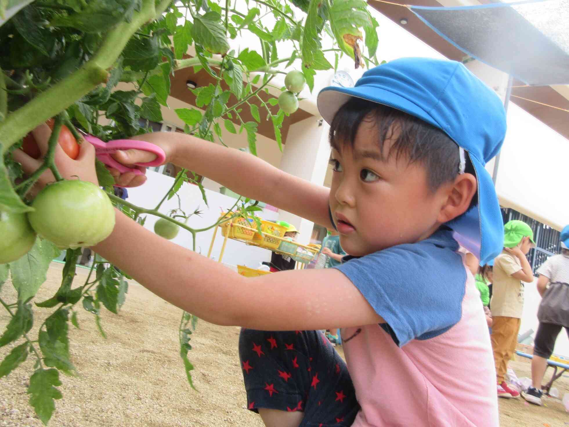 園庭で育てた野菜を収穫しました