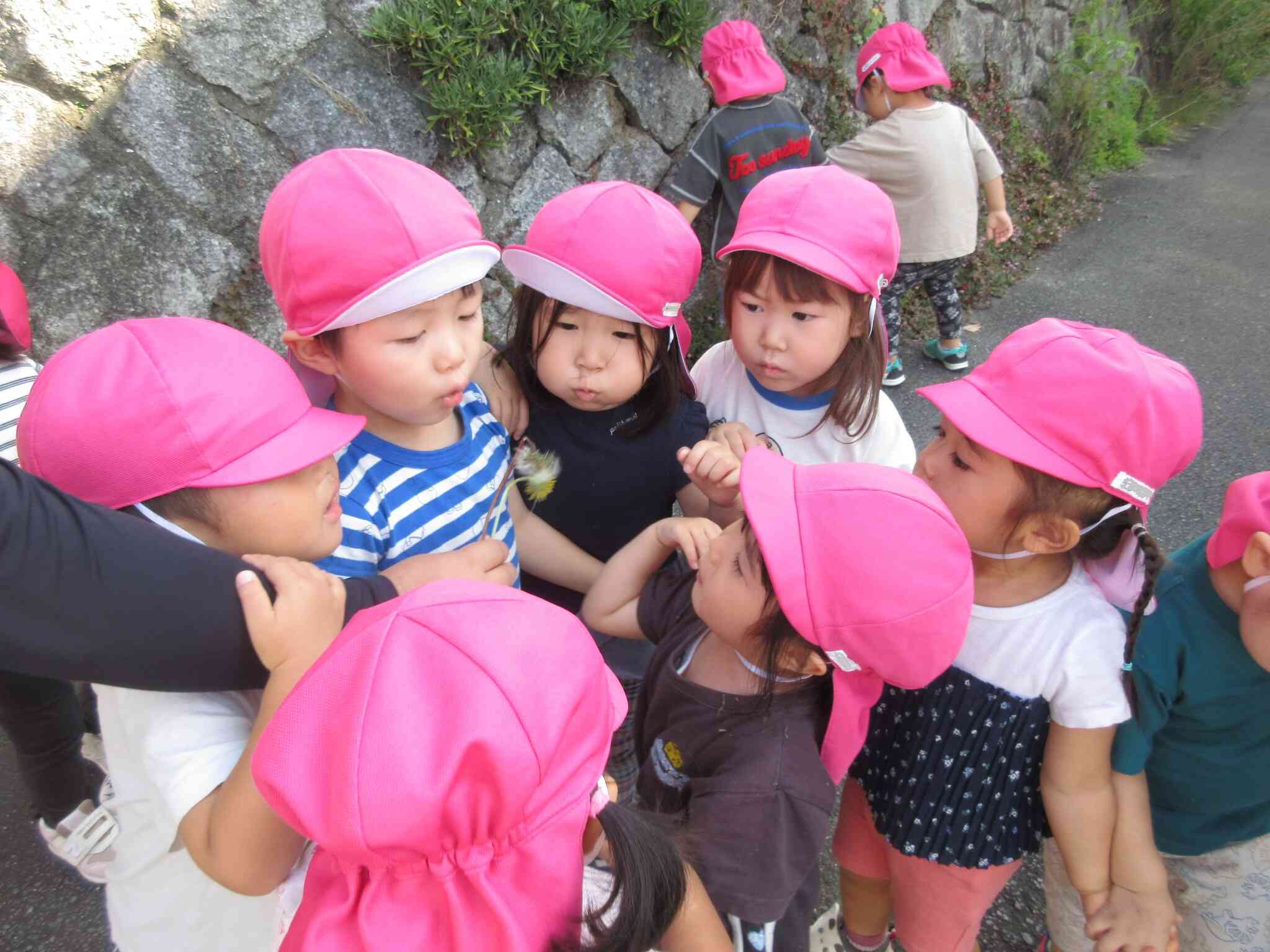 たんぽぽ見~つけた!