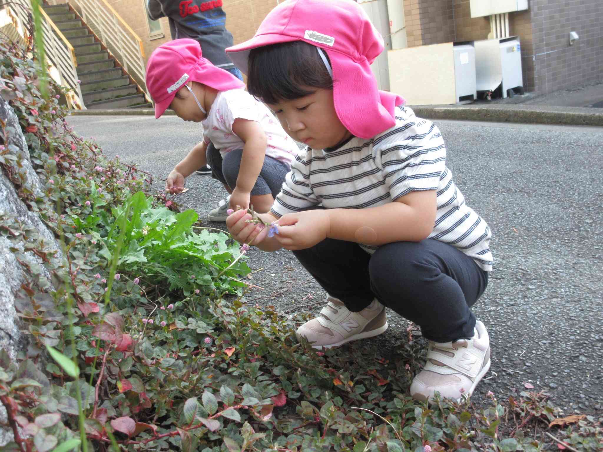小さな草花をたくさん見つけたよ