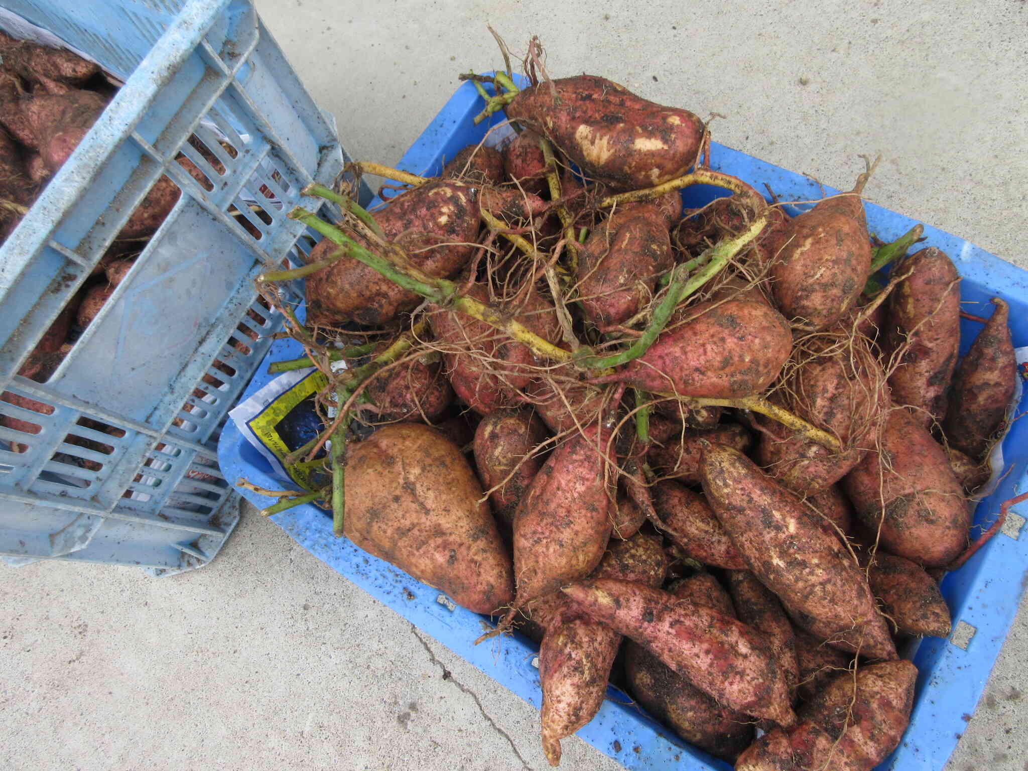 立派なお芋がたくさん収穫できたよ！