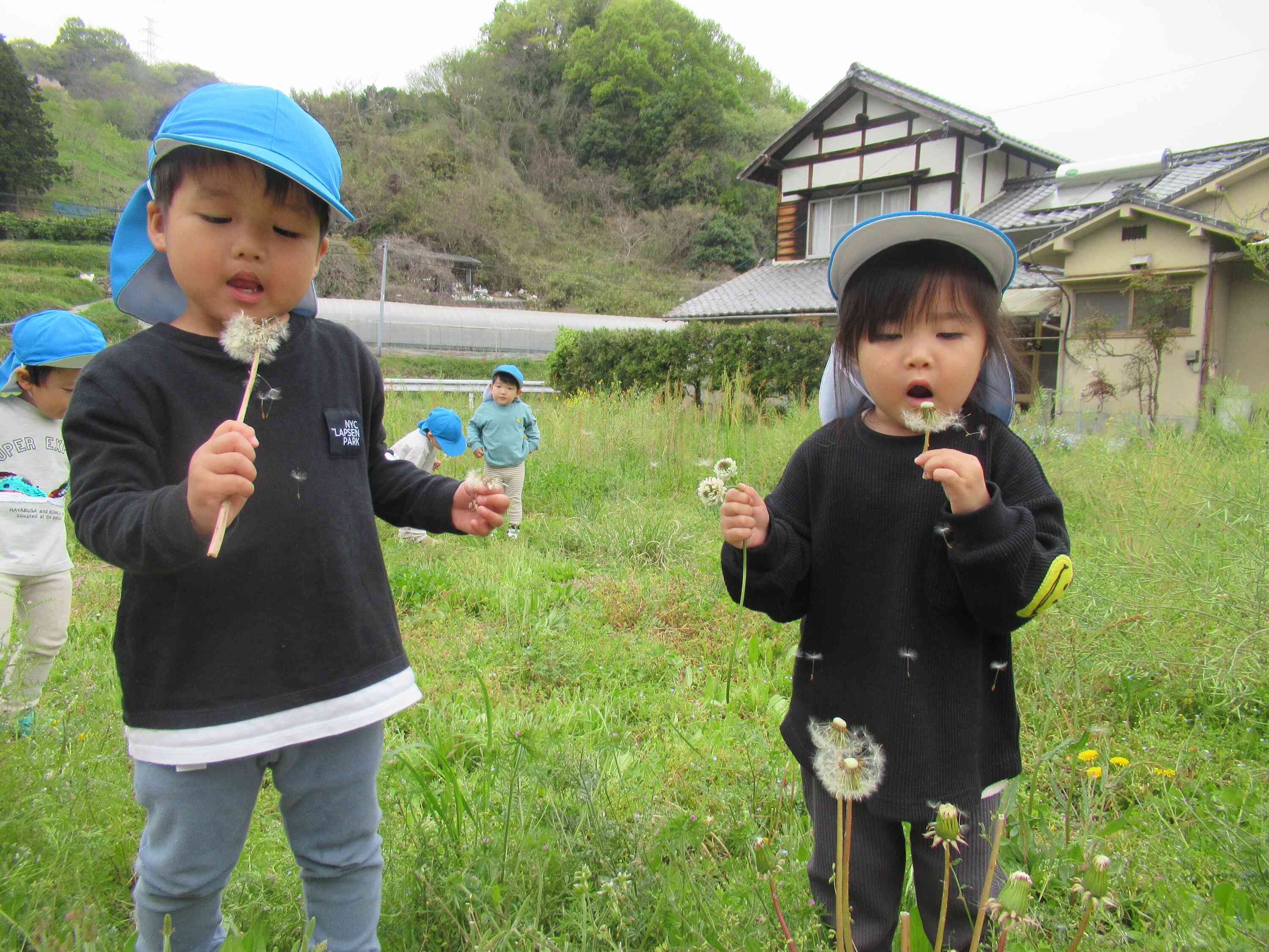 お散歩で見つけたたんぽぽの綿毛をとばします。
