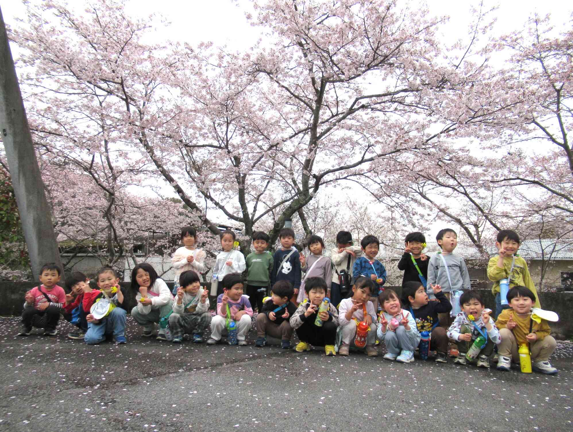 満開の桜の前で、新きりん組・ぱんだ組