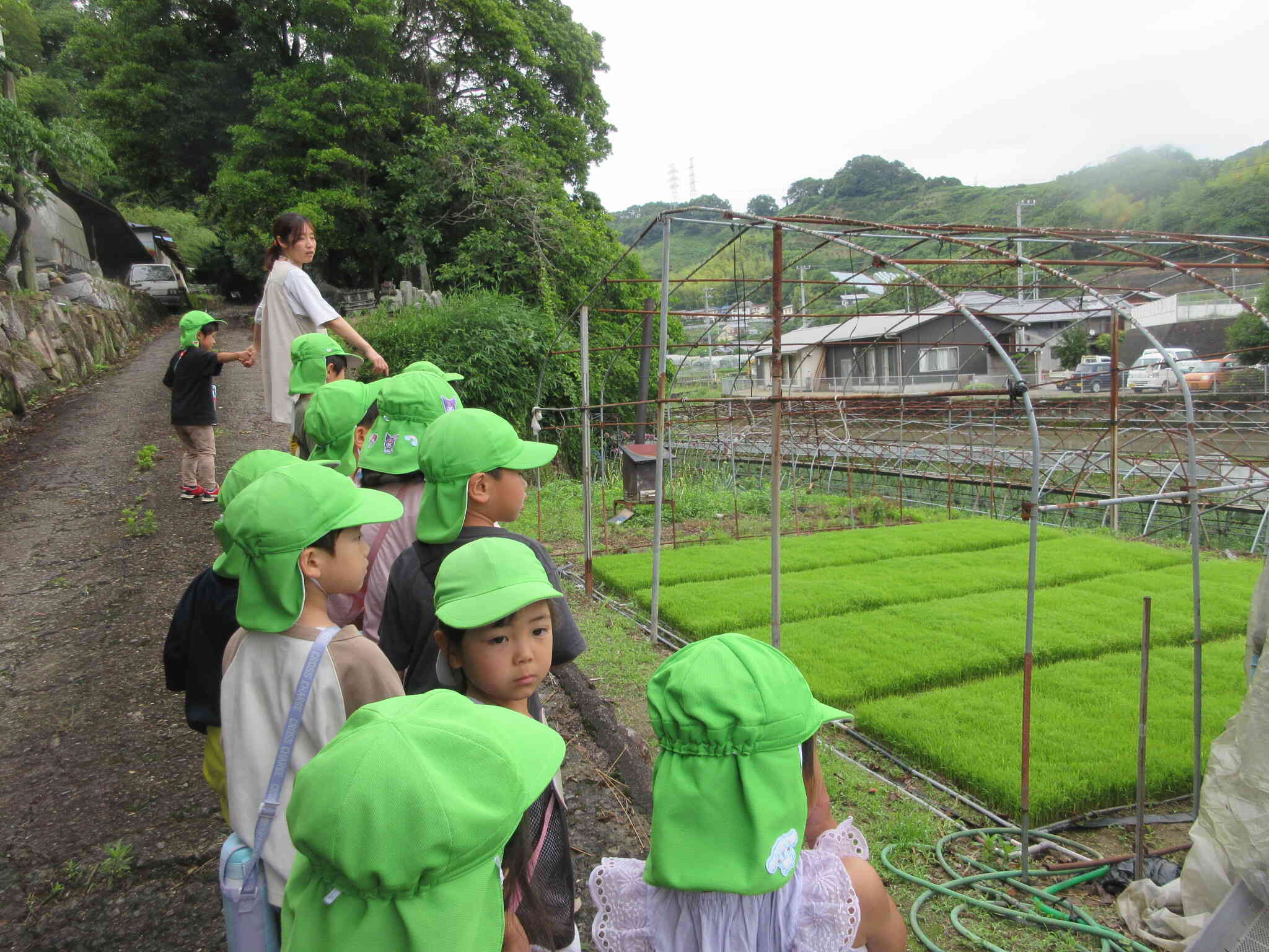 これから植える稲がきれいに整列しているね。田植え、頑張ってください!