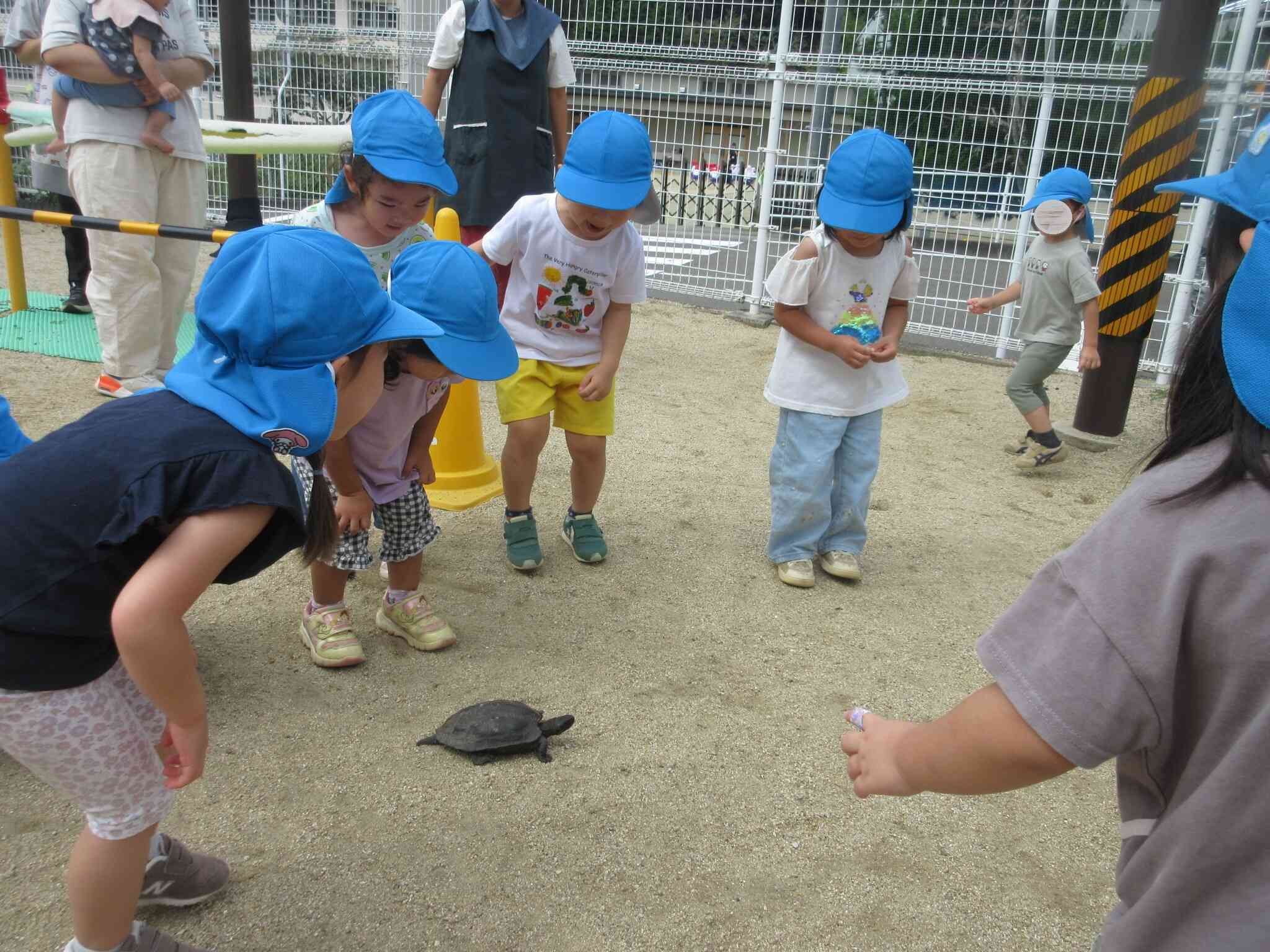 しばらく観察した後、安全な場所に逃がしてあげました。「亀さんバイバイ！またね～！」