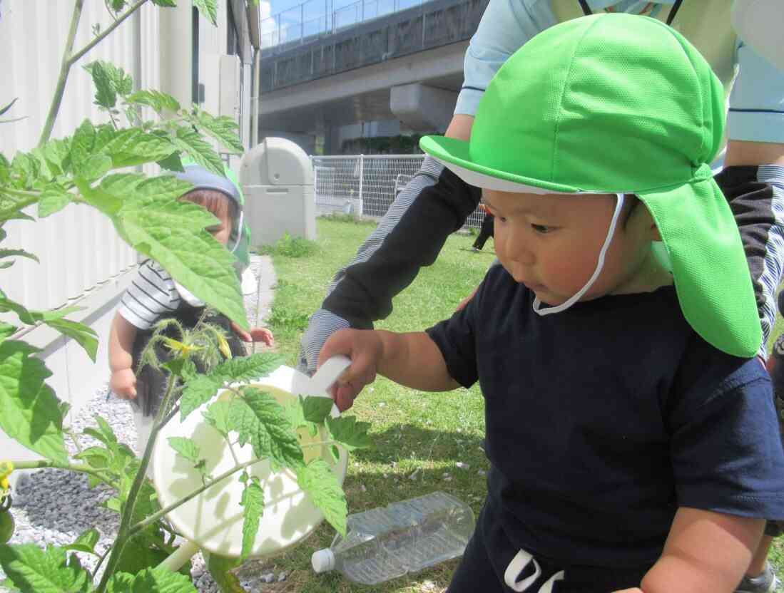 お野菜のお世話頑張ってます