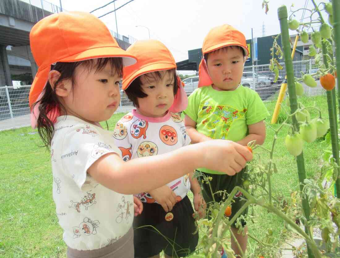 お野菜の収穫、頑張ってくれました！