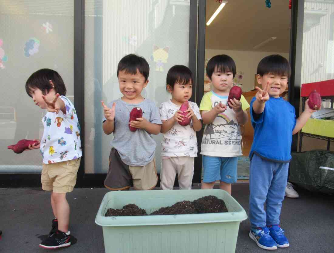 大きなお芋、たくさん収穫できました。