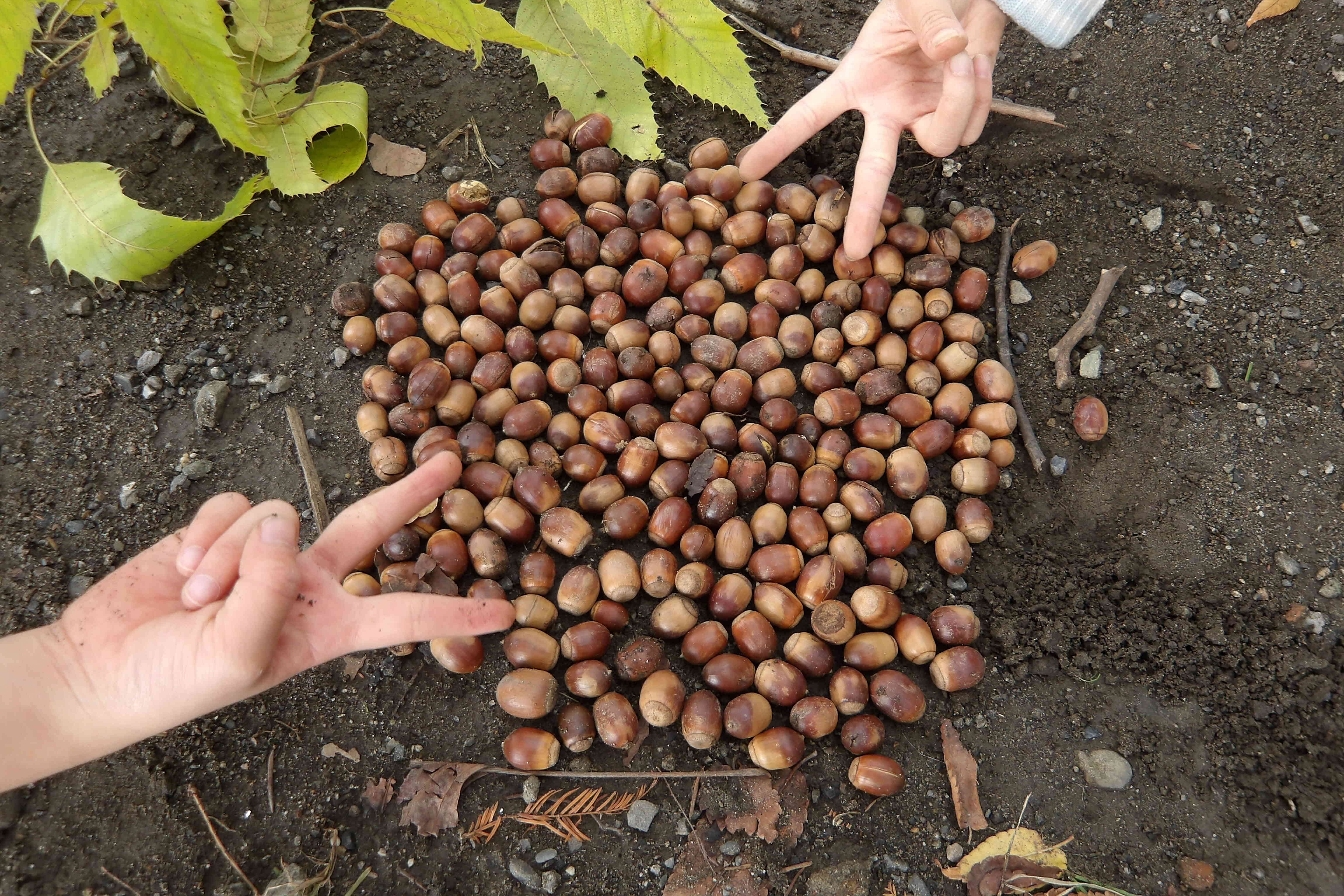 大量のドングリ、拾ったよ～