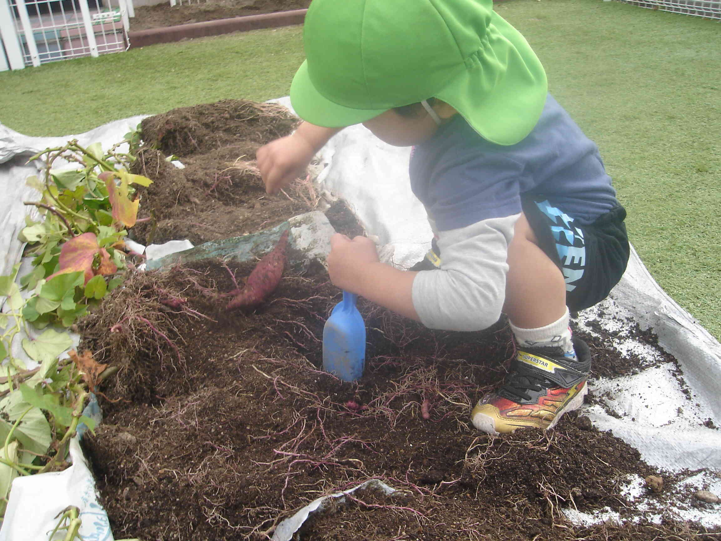 お芋の根っこがすごく長かったよね