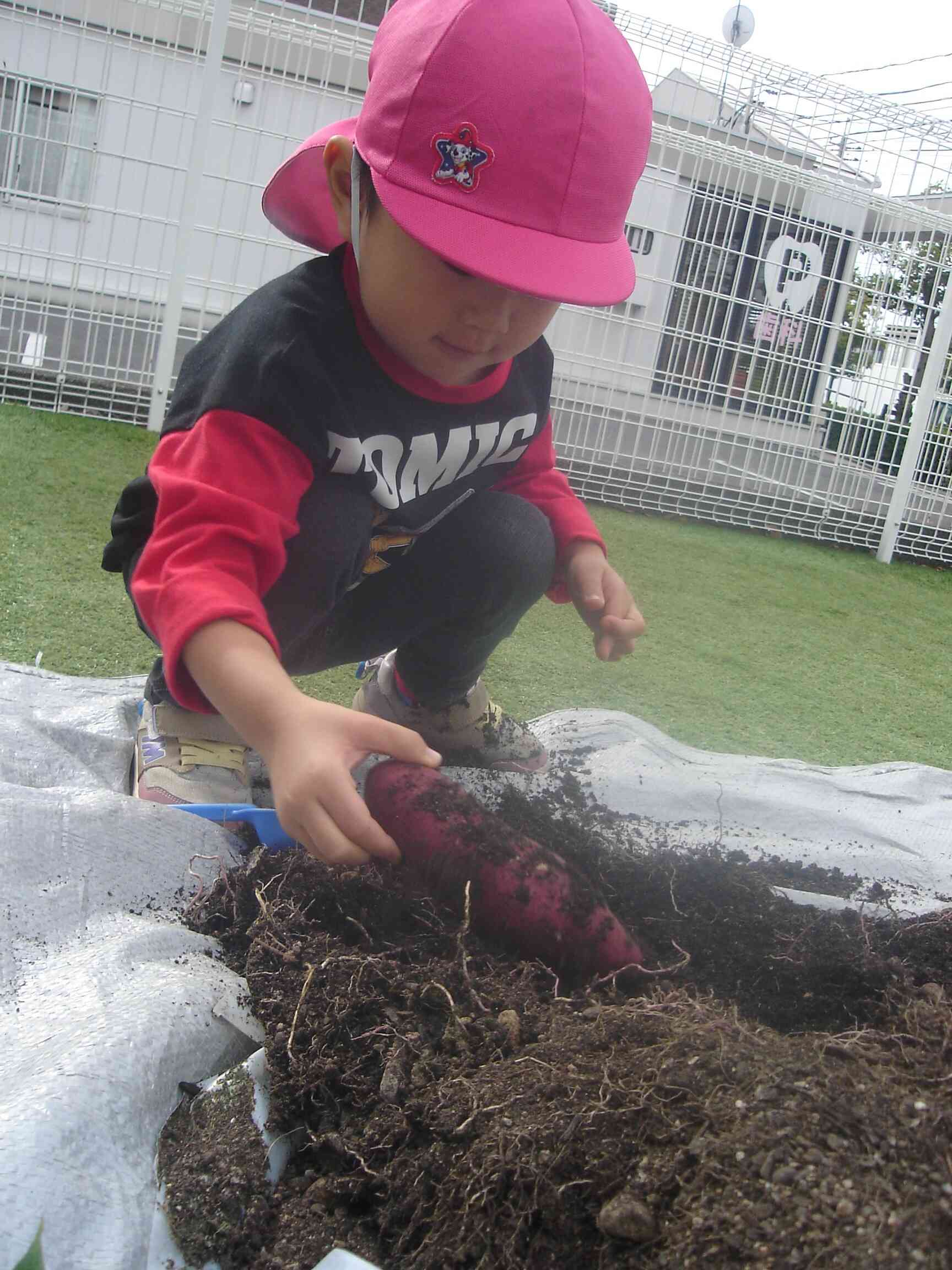 大きいお芋を見つけたね