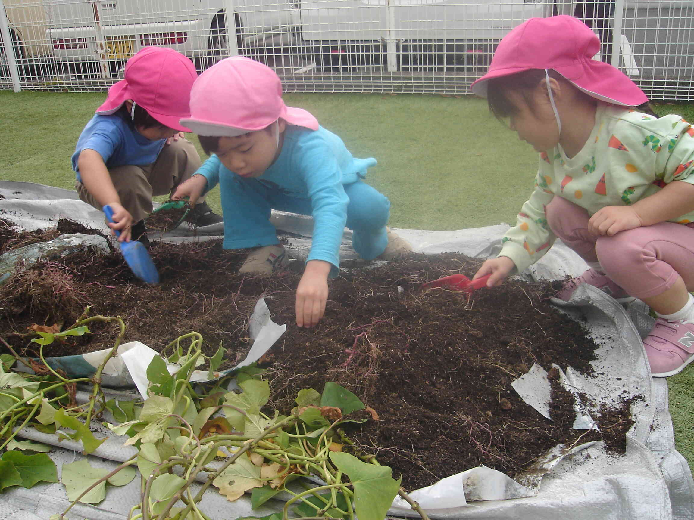 芋ほりをしました