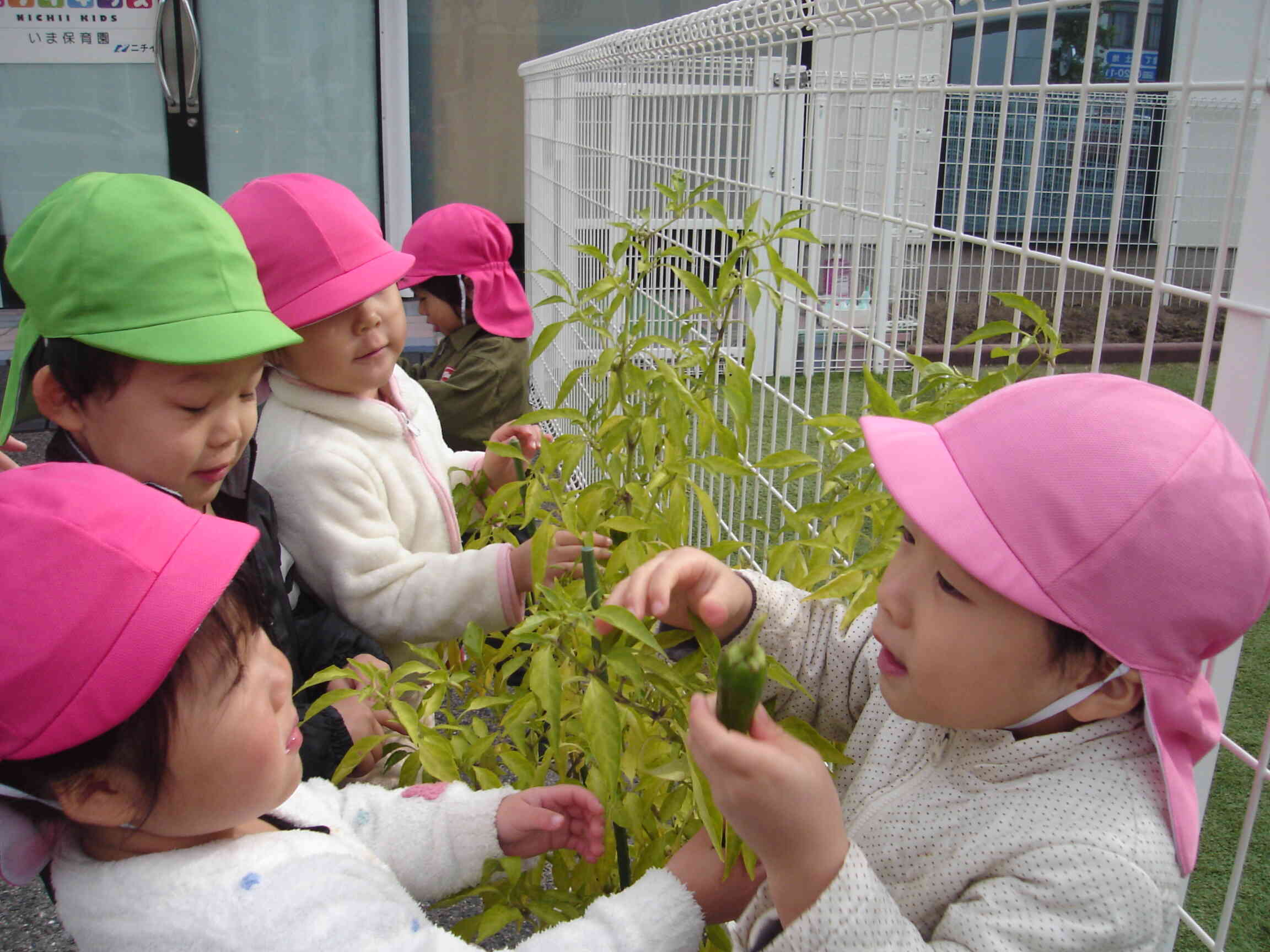 シャボン玉遊びの後は今年最後のピーマンの収穫をしました。