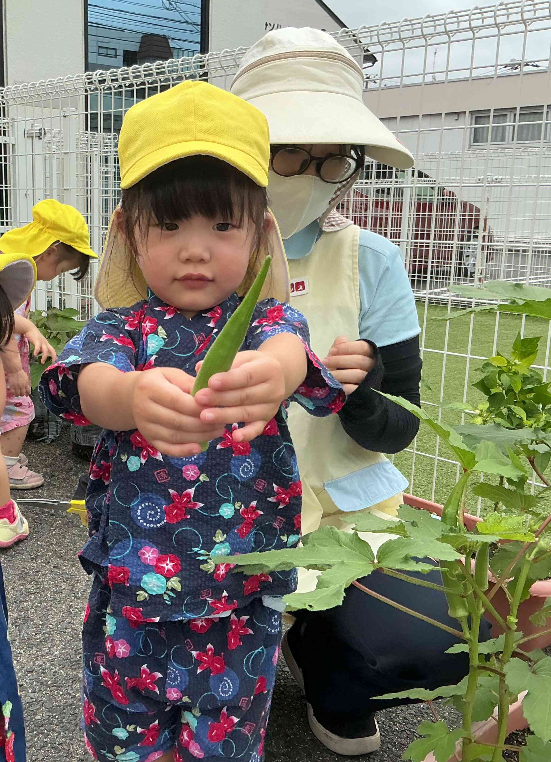 オクラは先生と一緒にハサミで採ったね