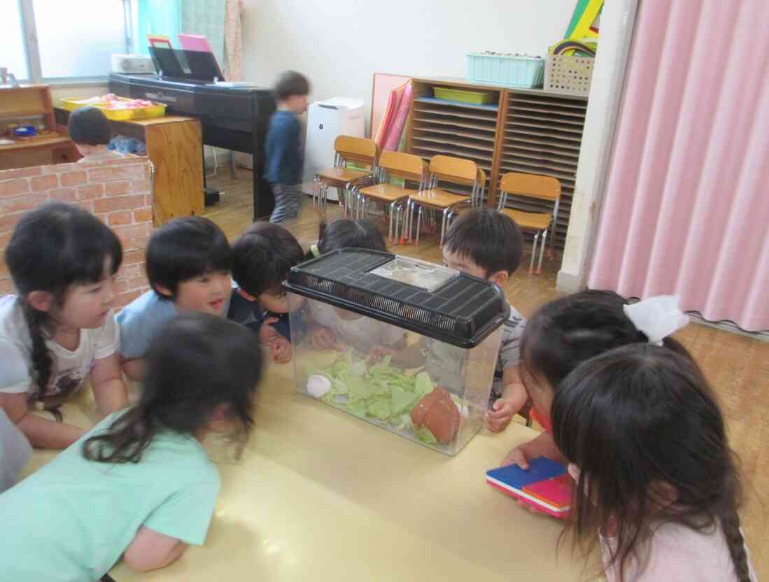 かたつむりを飼っているよ