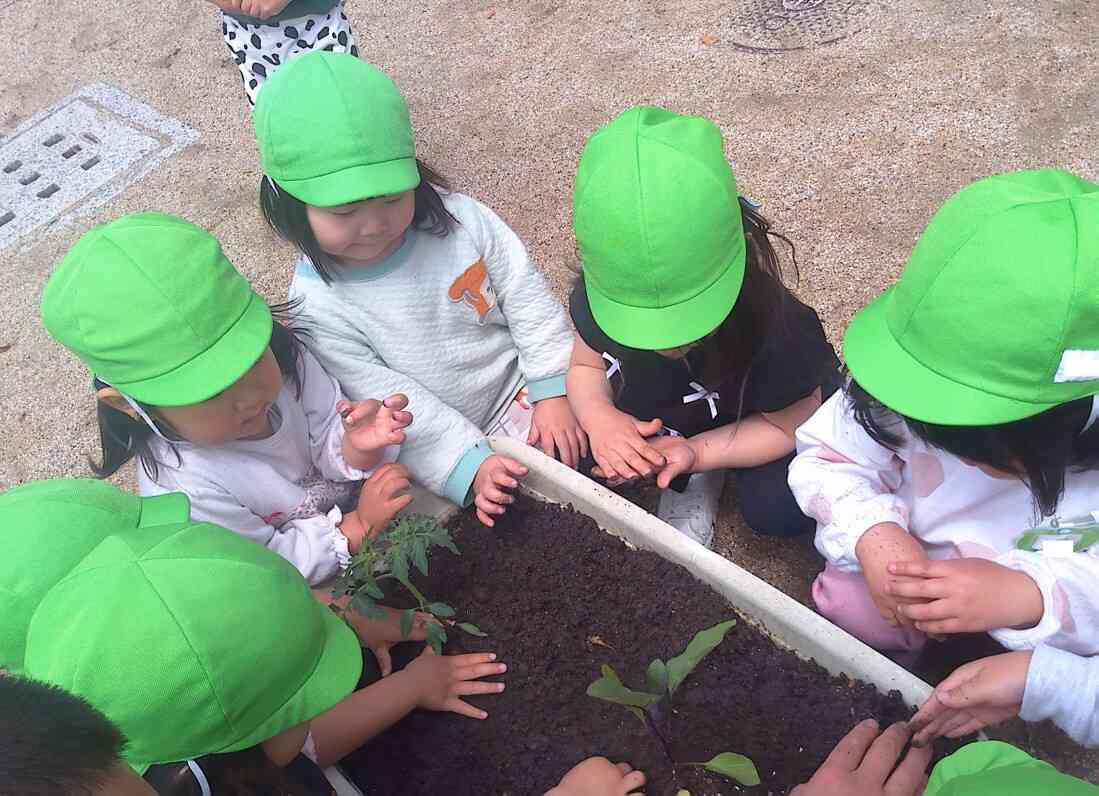 夏野菜の苗を植えました。毎日、水やりをがんばってるよ。
