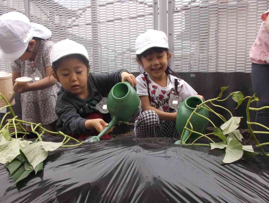 さつまいもの苗植え（4歳児）
