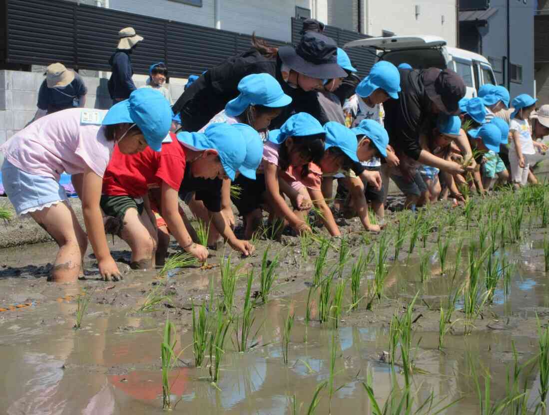 田植え（5歳児）