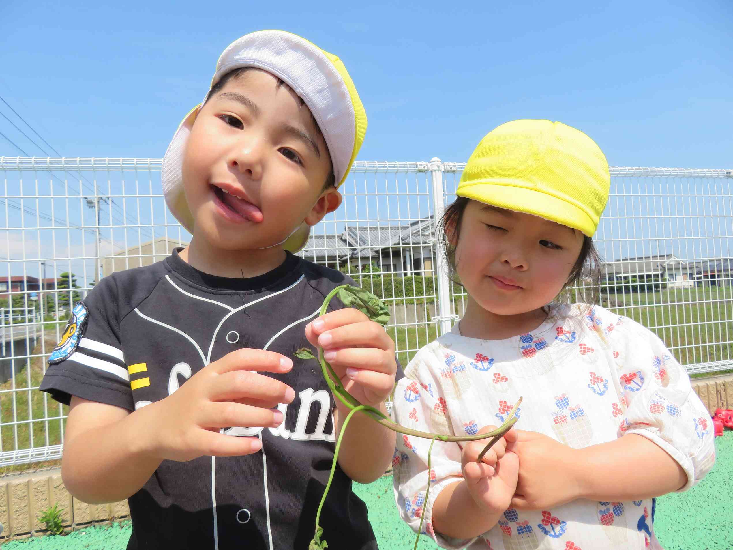 お芋ができるの楽しみですね！