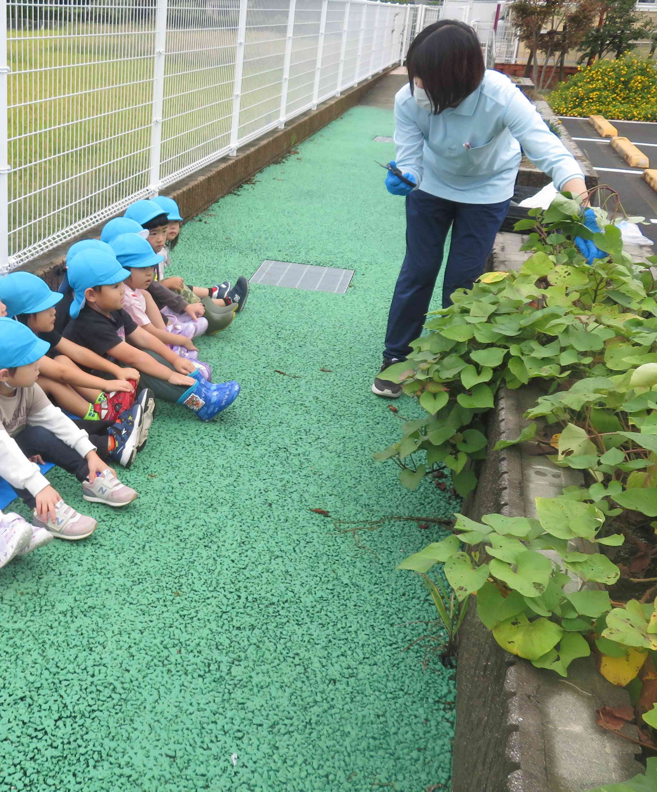 おいもはどこ？