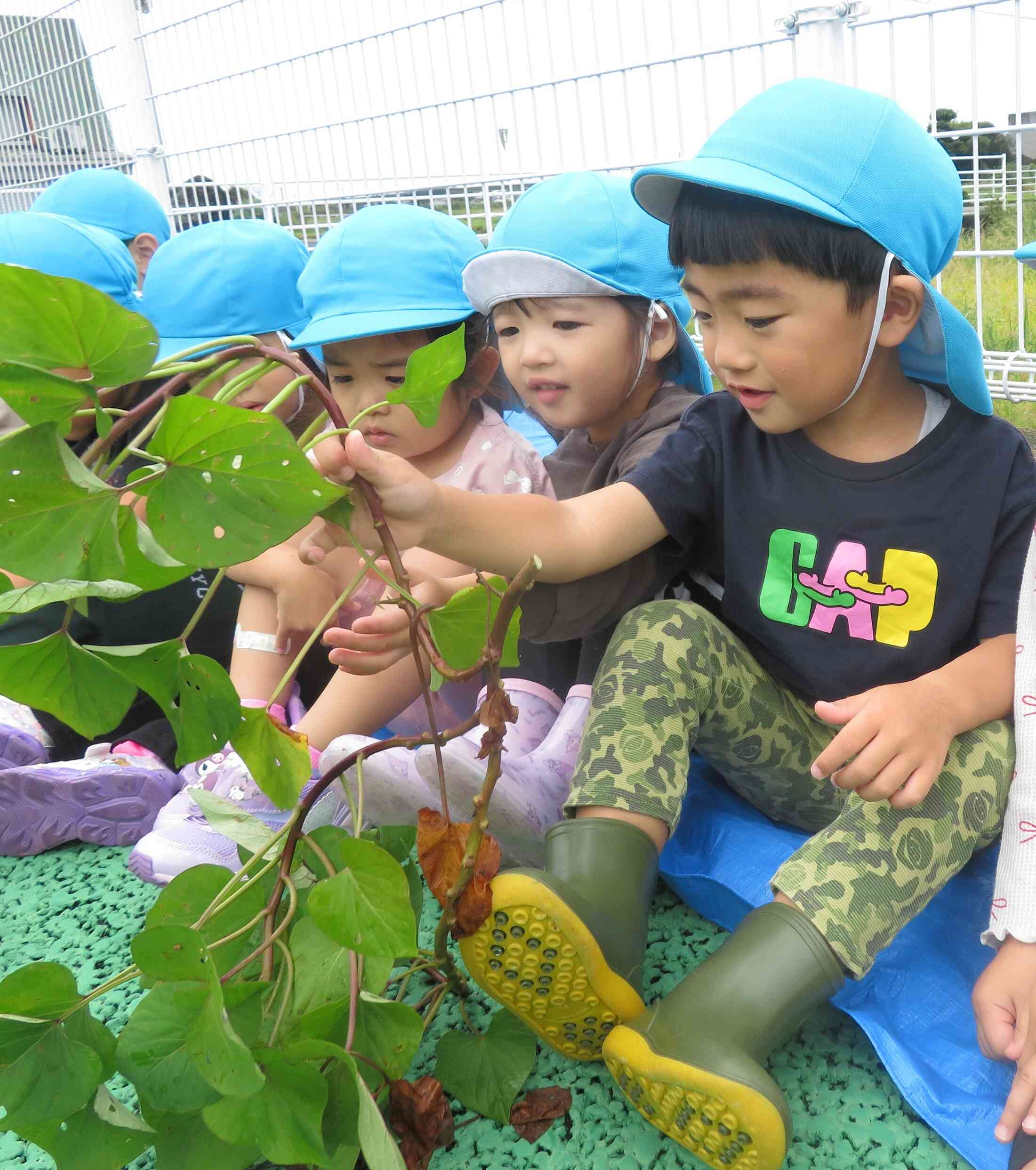ながーいお芋のつるにも興味津々