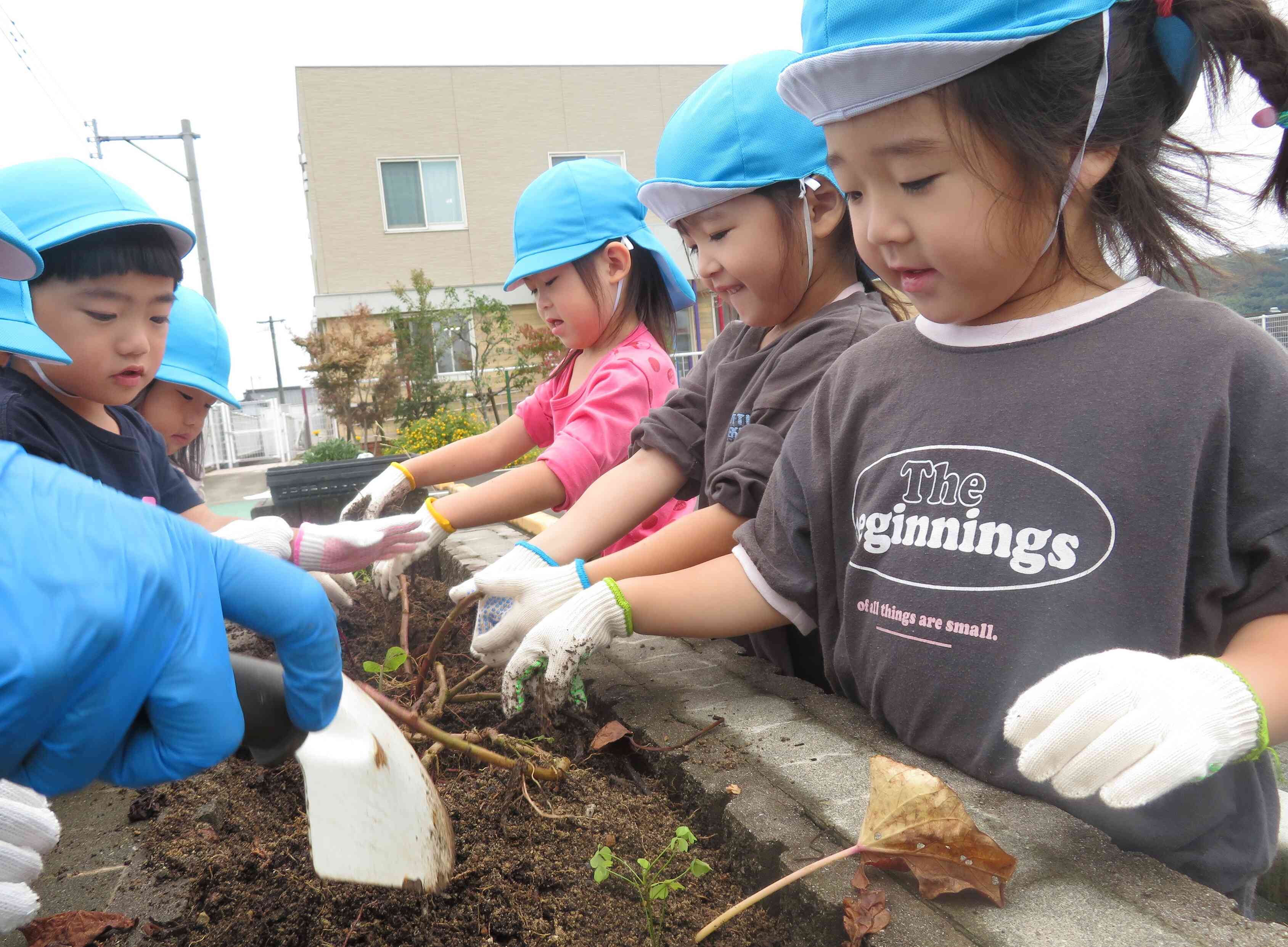 みんなで土を掘ってお芋探しです。探し当てられるかな？