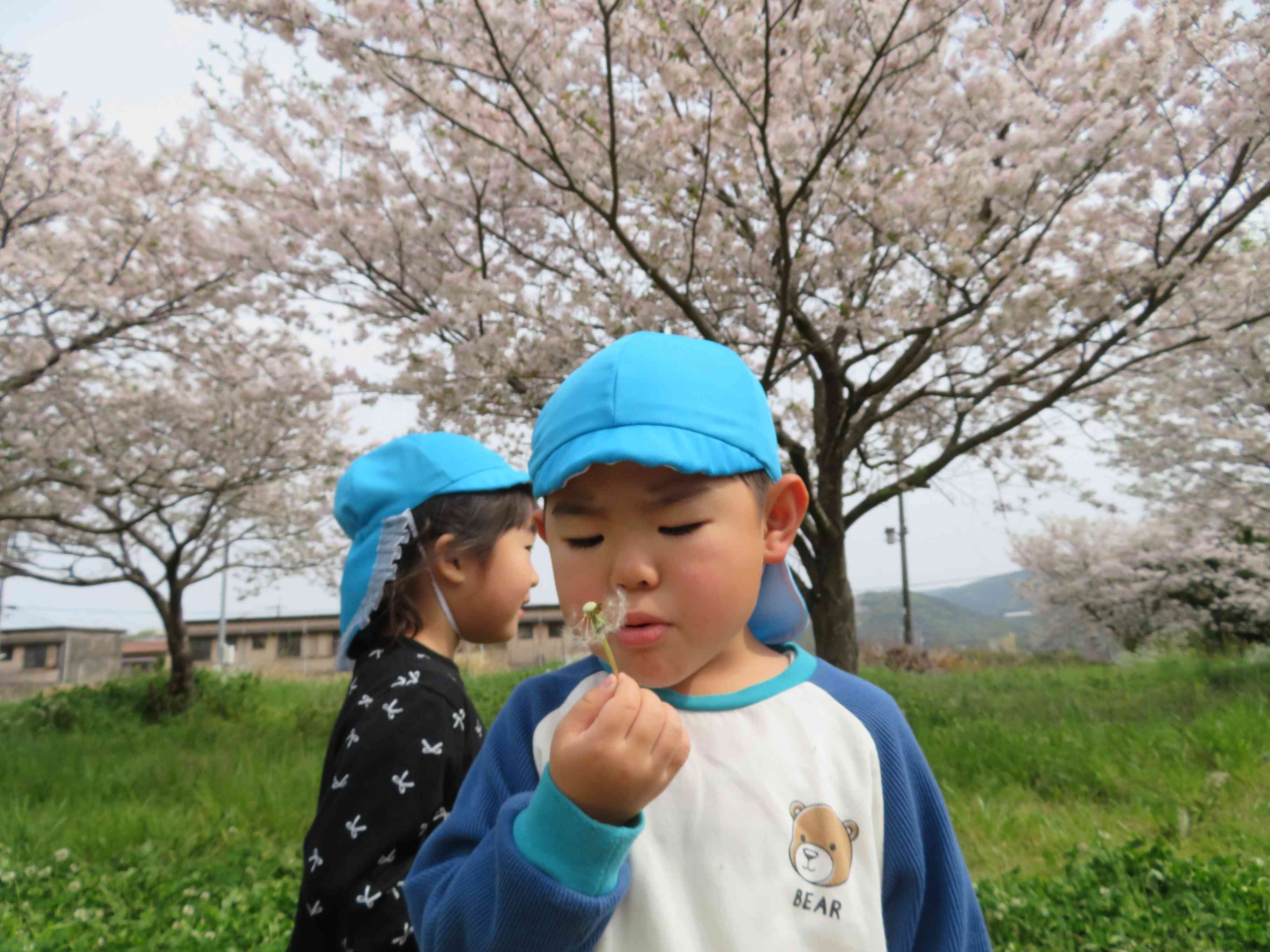 タンポポの綿毛も風に吹かれて飛んで行ったね～！