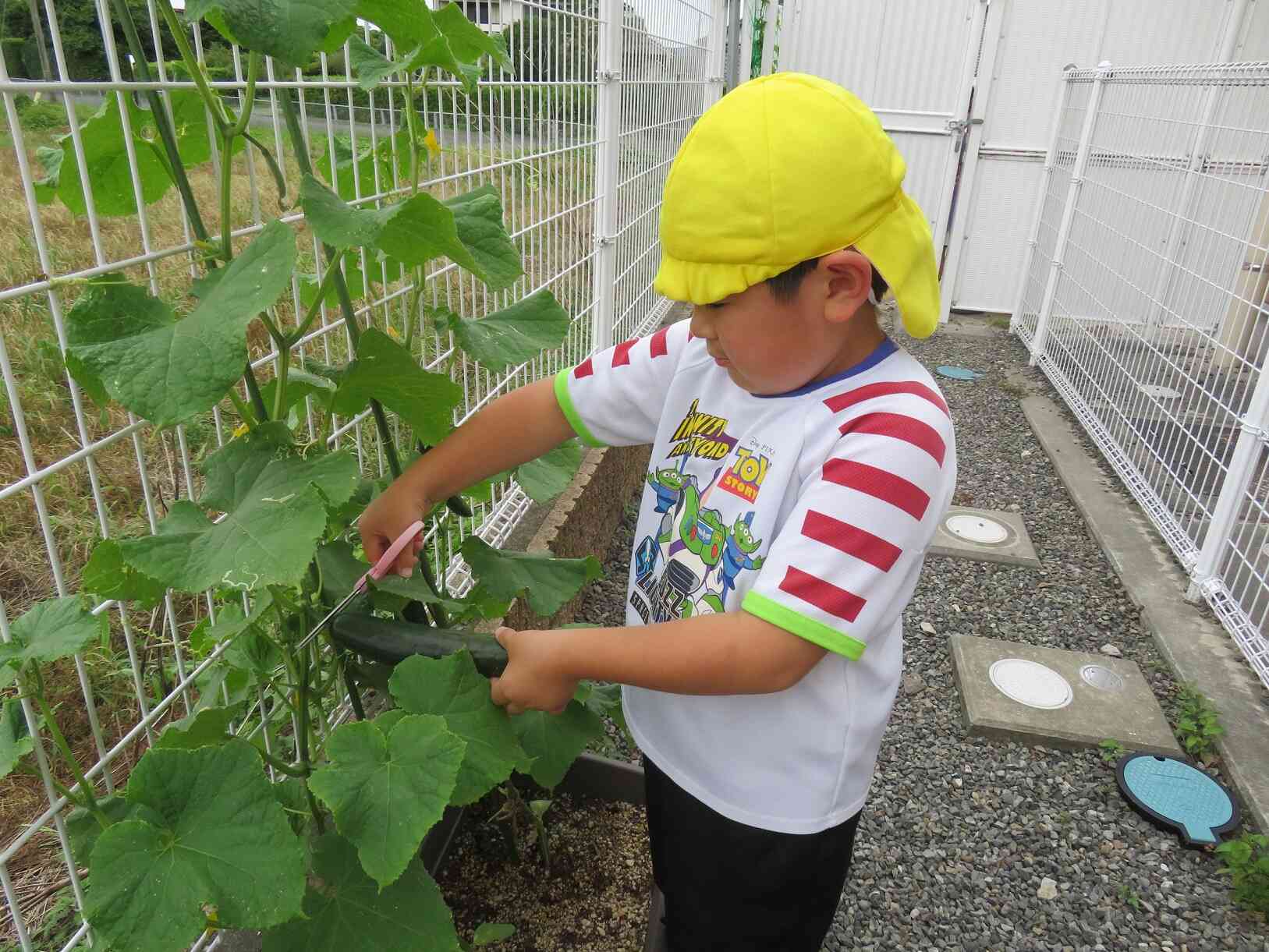 野菜の収穫