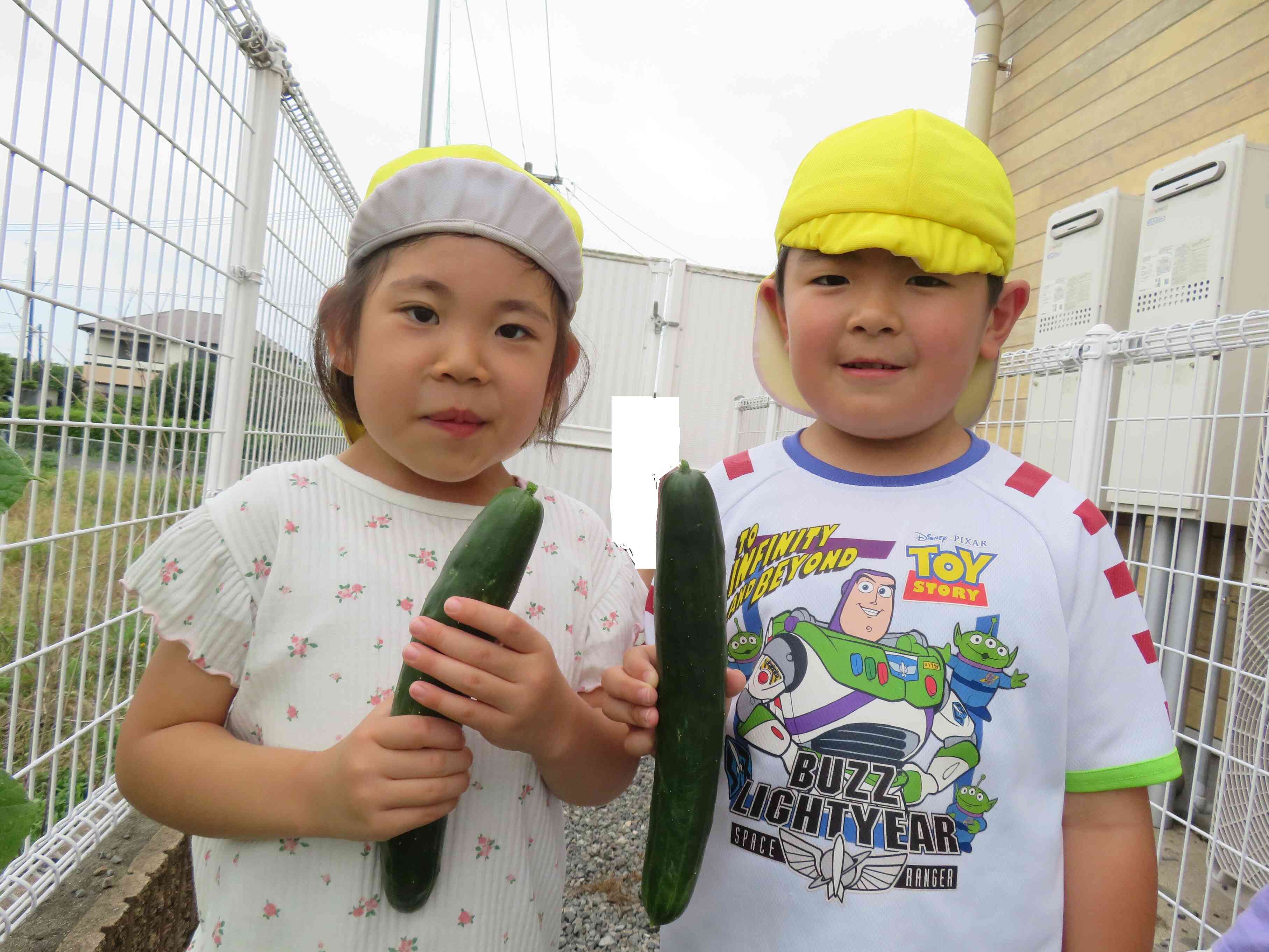 立派なきゅうりです！