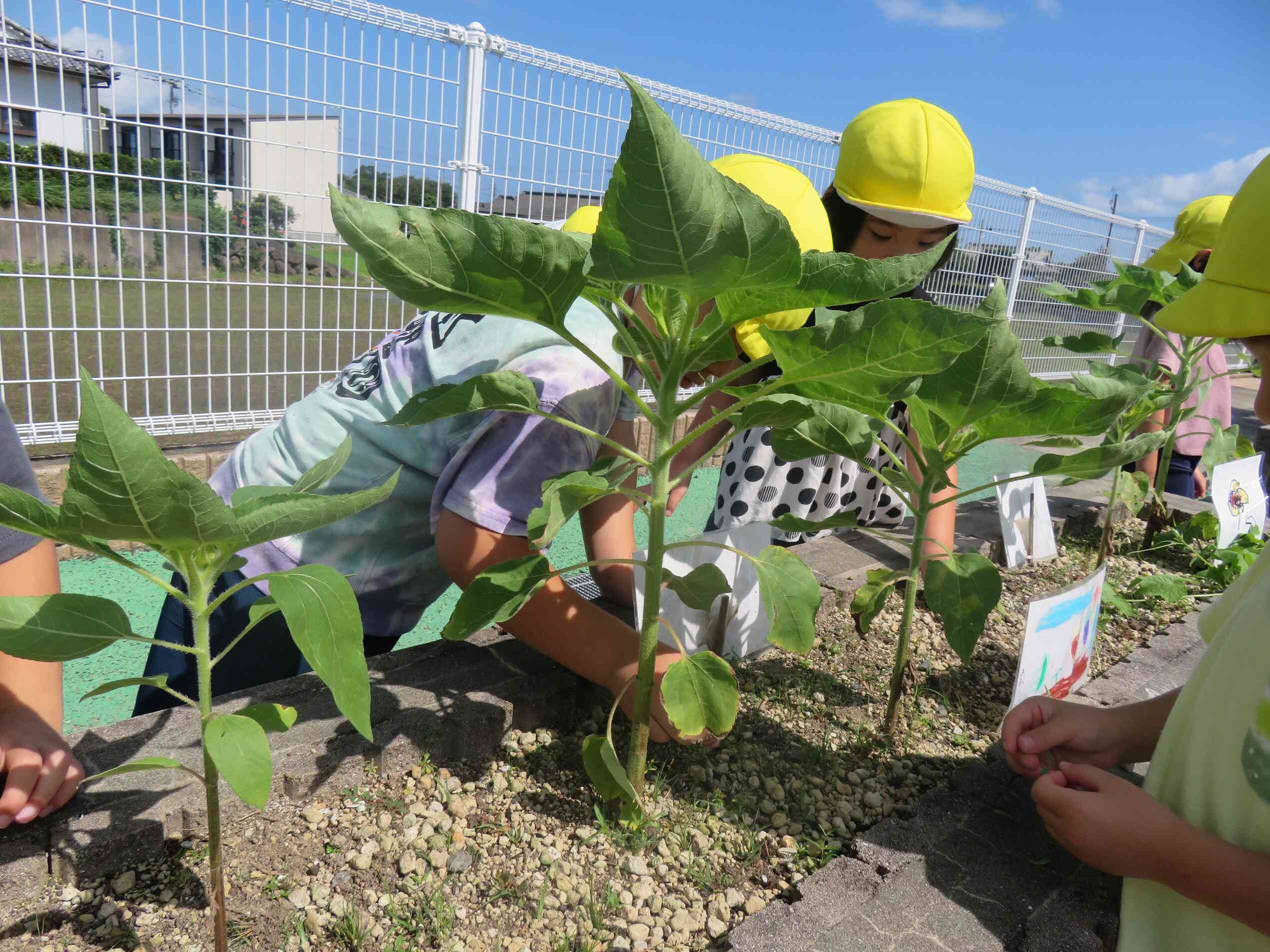 ひまわりの観察