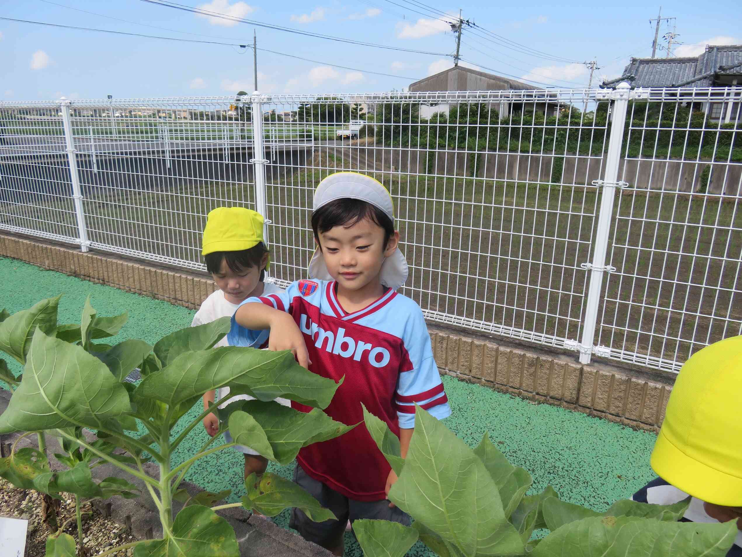 花が咲くのが楽しみ～