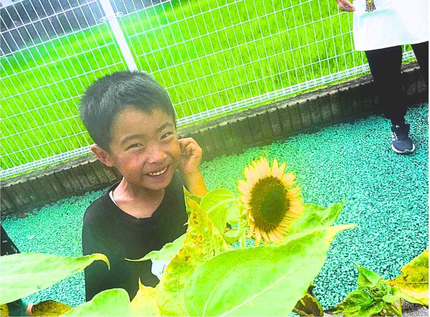 ひまわりの観察②~きりん組~