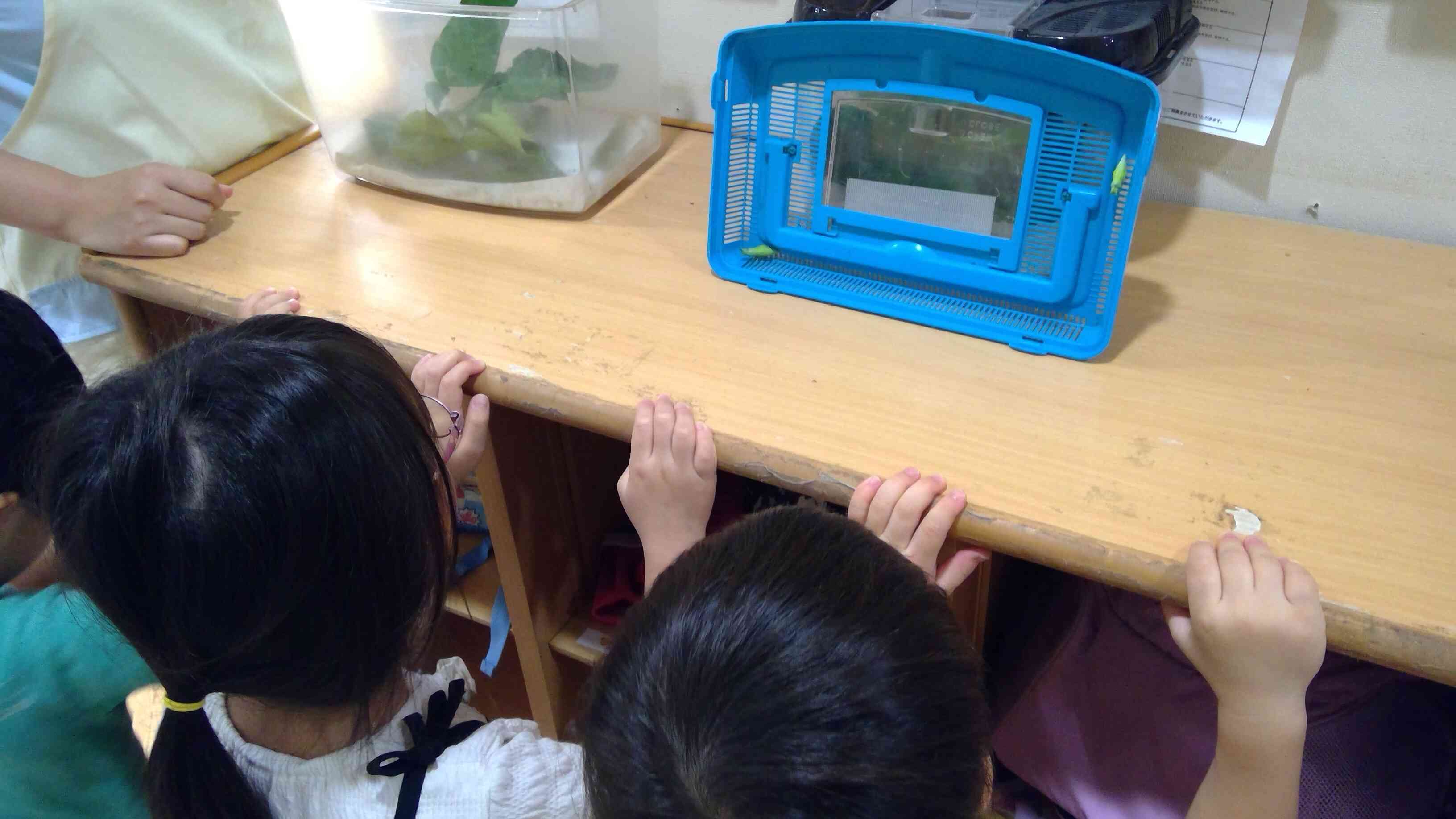 3歳児ぱんだ組　アゲハチョウのようちゅうがさなぎになったよ！