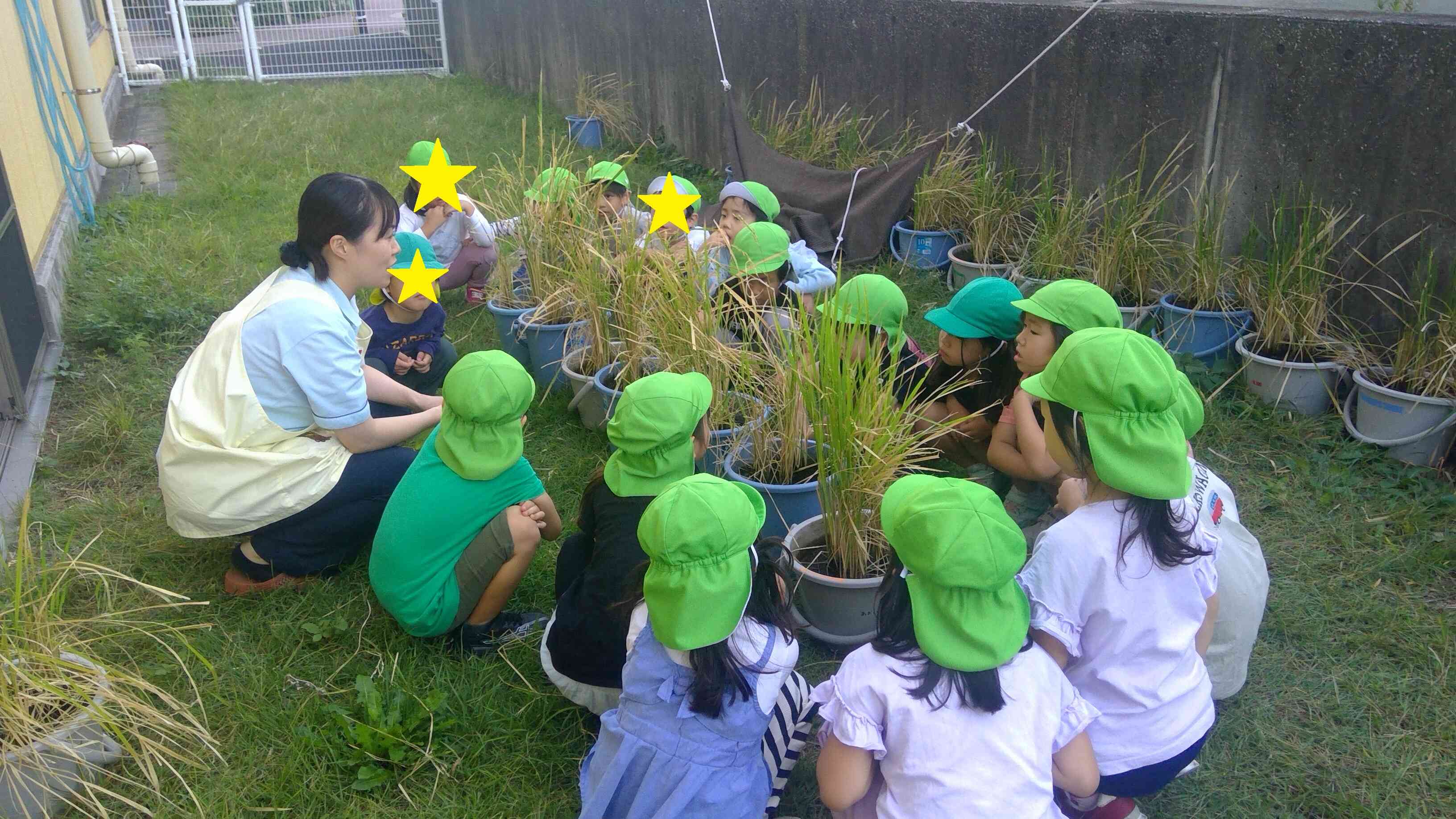 １０月　稲刈り　5歳児ぞう組