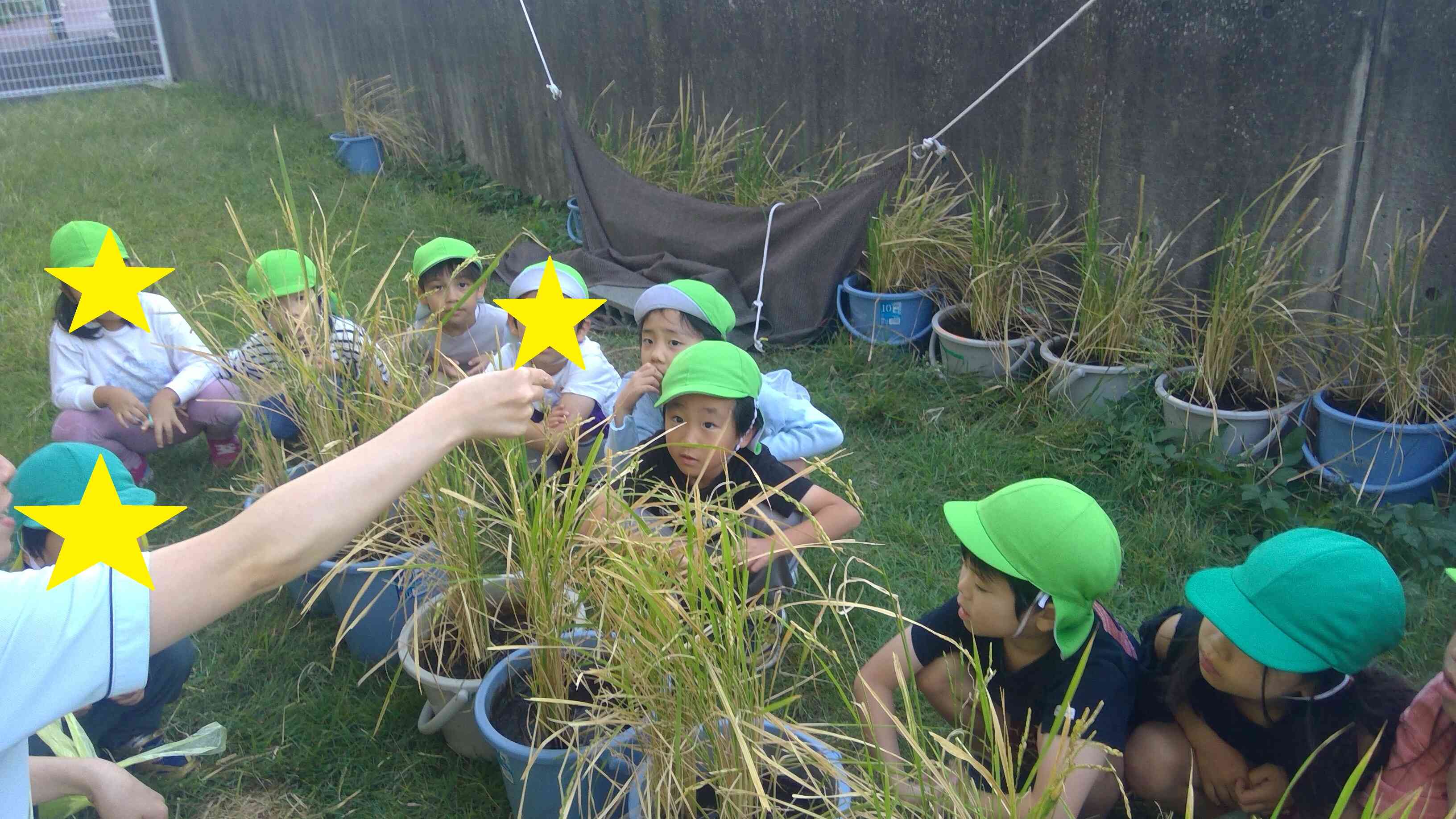 お米ができたかな！？