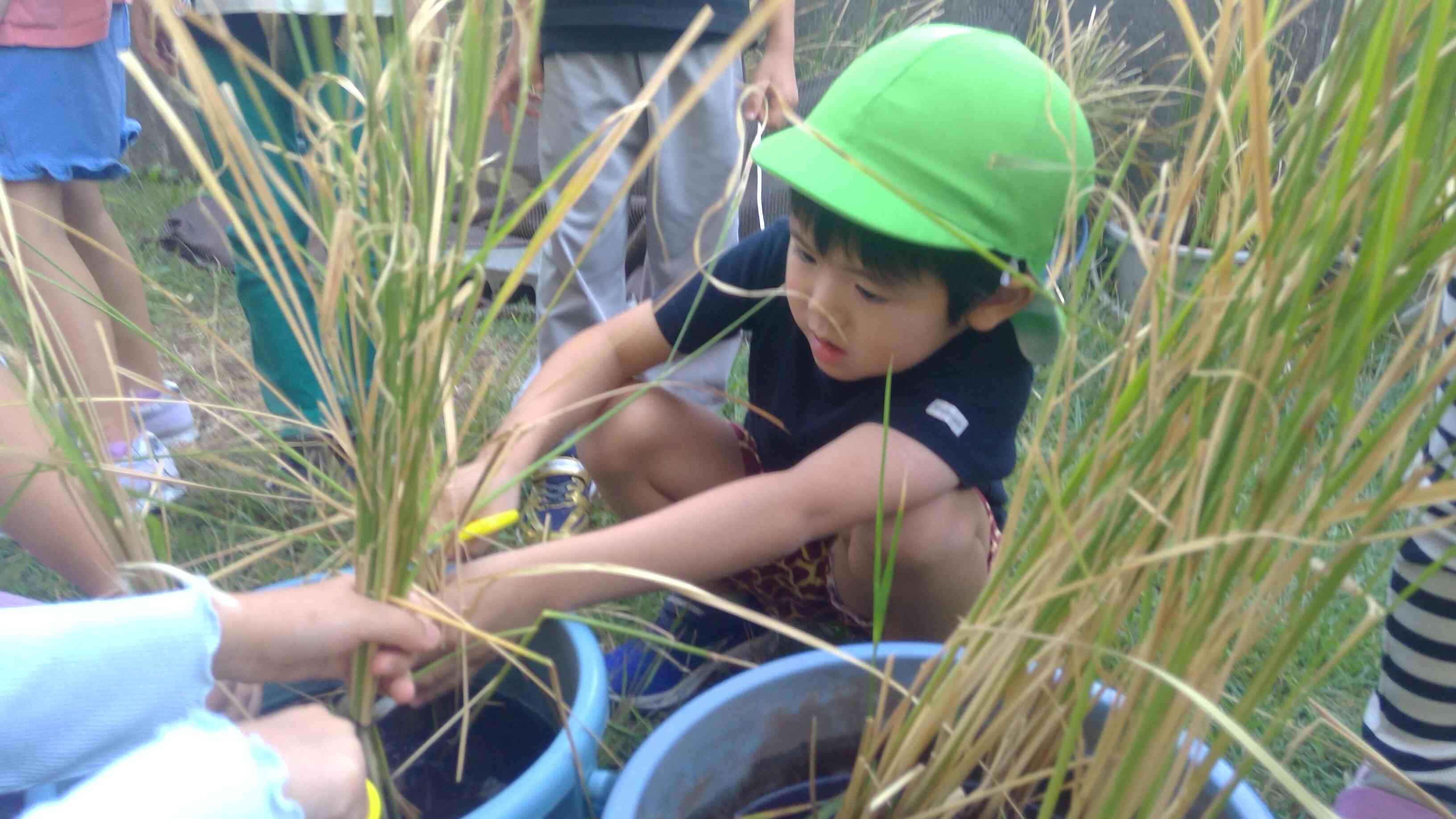 稲刈り楽しかったよ!