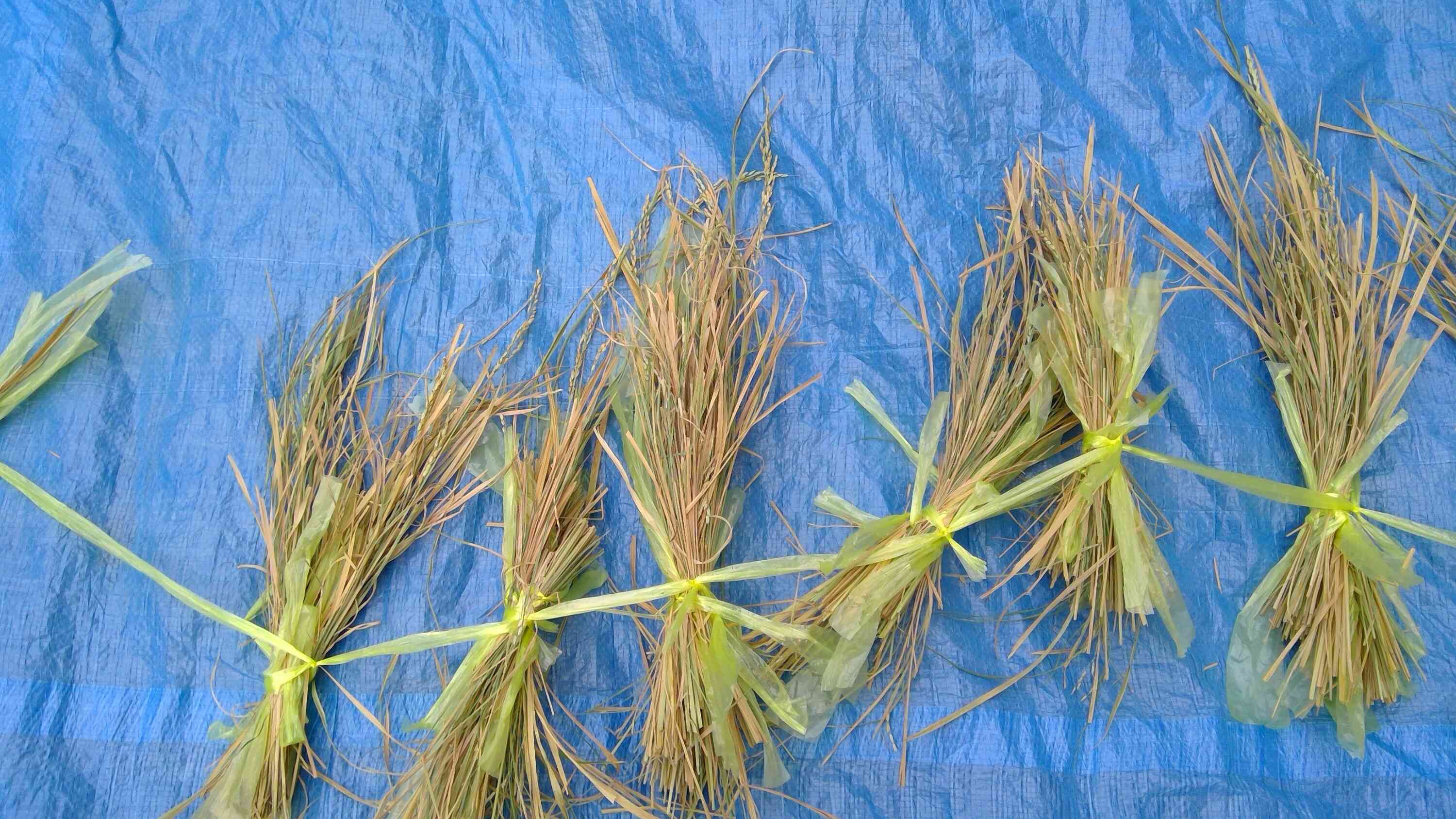 保育園で育った稲