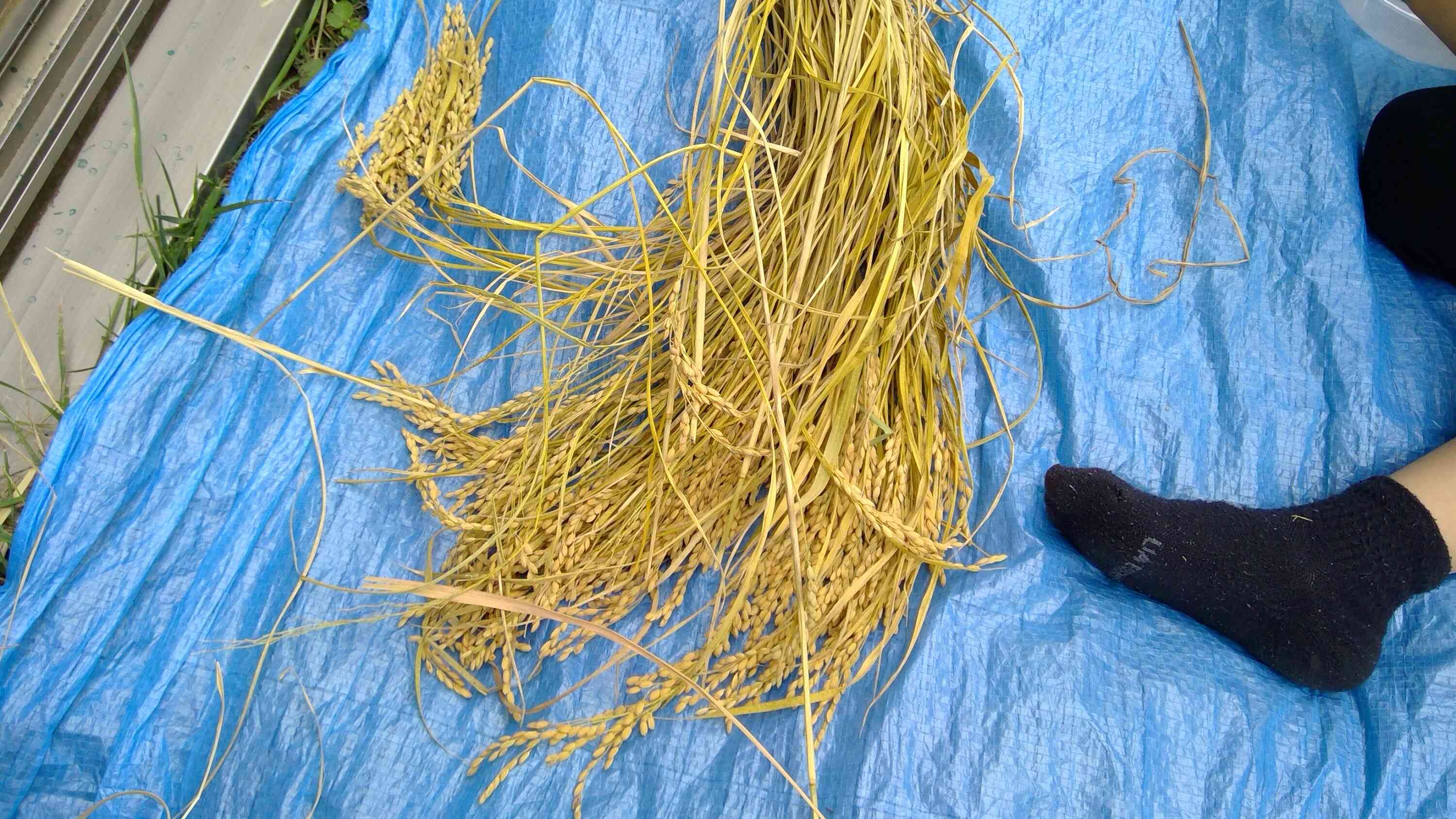 パルシステムさんが持ってきてくださった稲~つや姫~